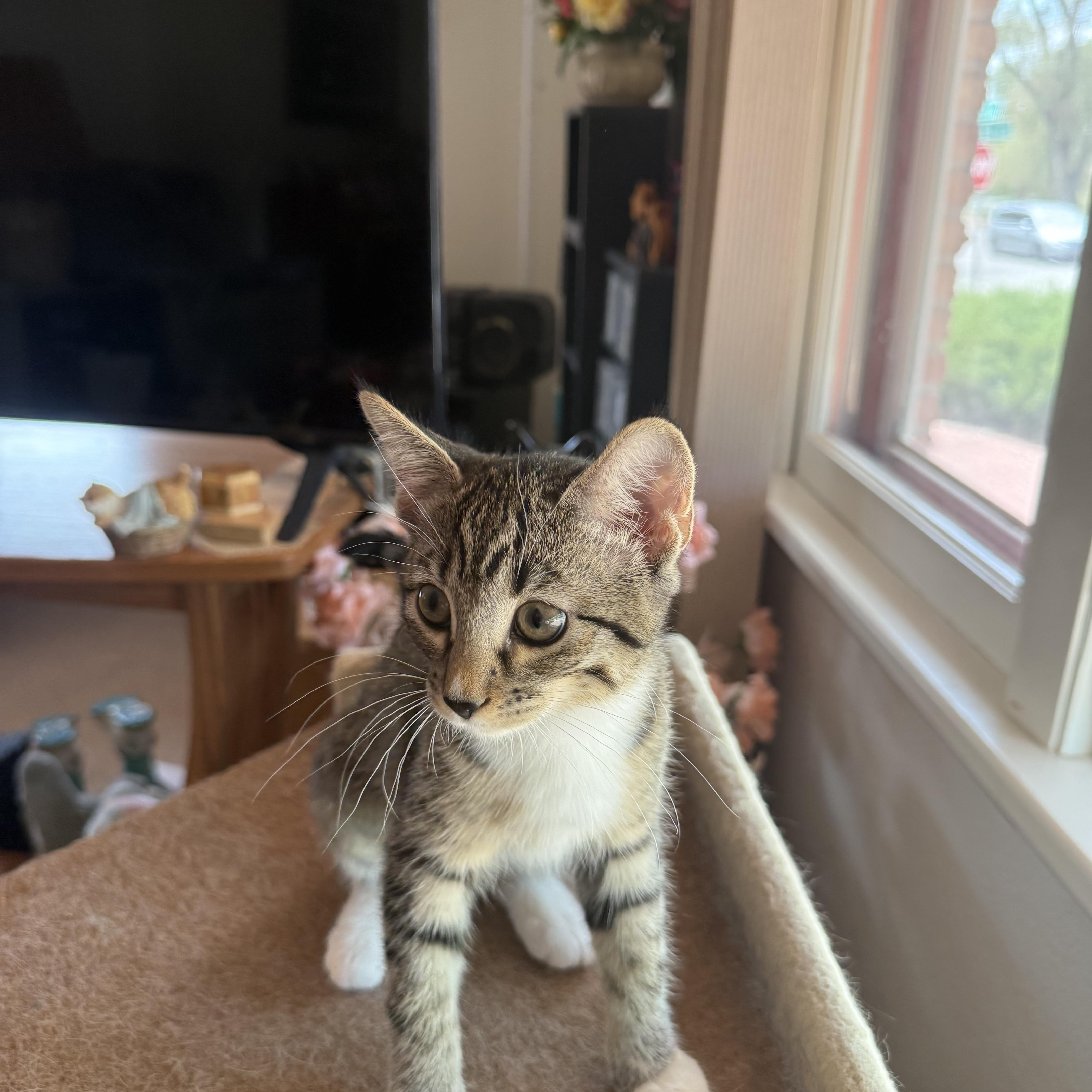 Enlarge Carla, a ADOPTABLE Domestic Short Hair in Pueblo, CO image 1/1
