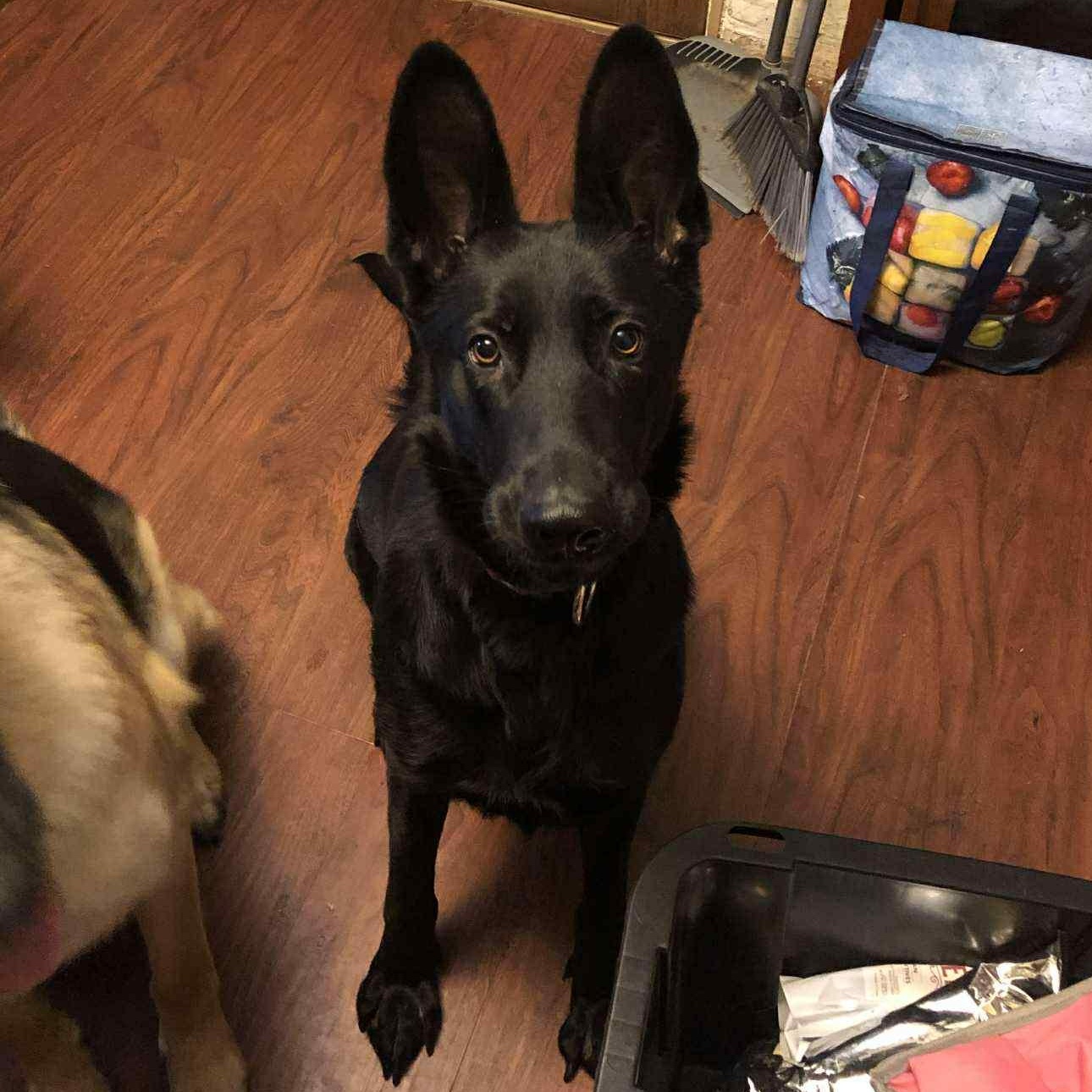 Enlarge Moonlight, a ADOPTABLE mixed breed in Fairbanks, AK image 1/1