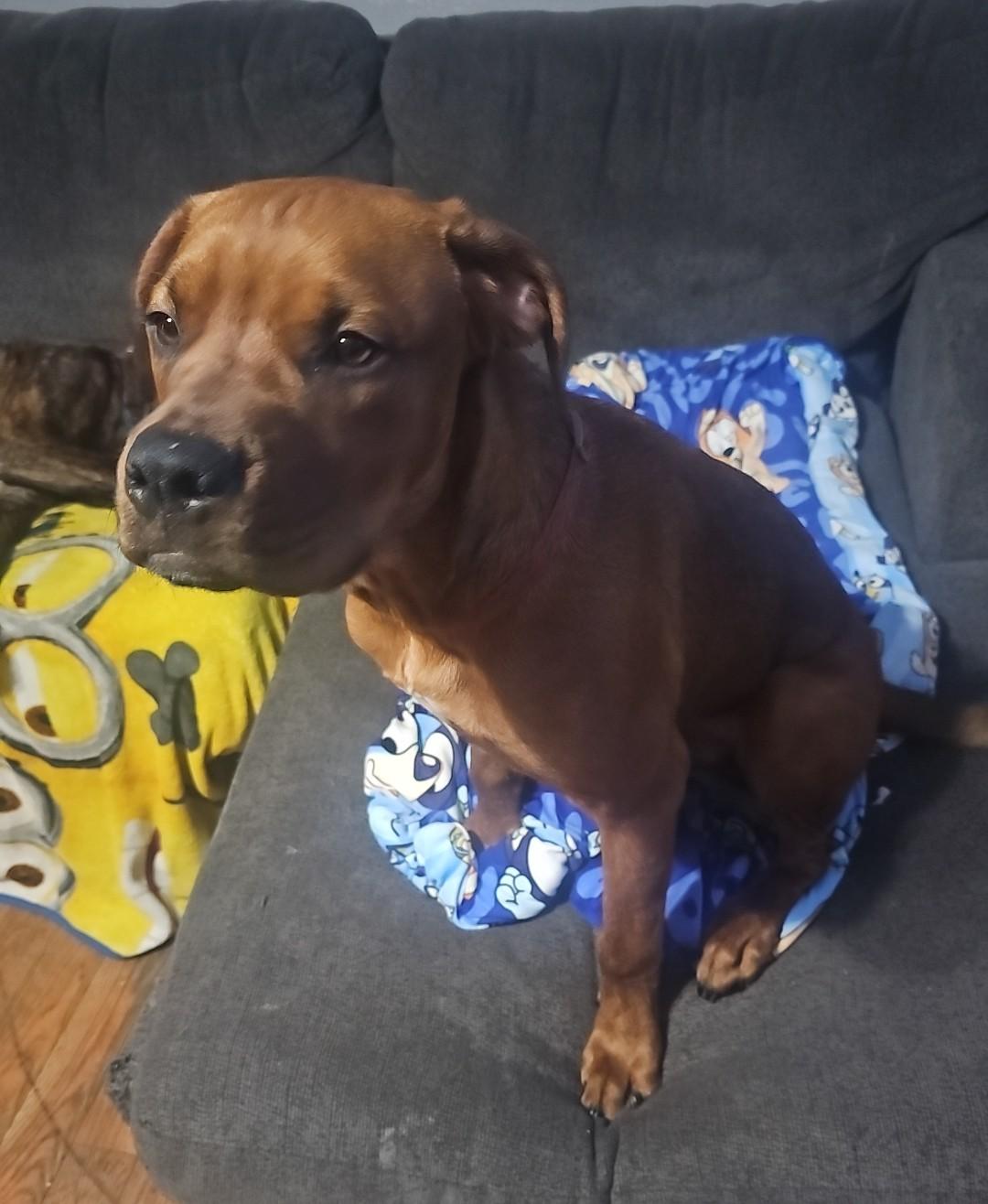 Cooper (COURTESY POST), a ADOPTABLE mixed breed in Sparta, WI image 2/2