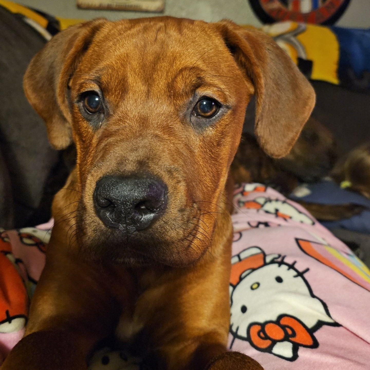 Cooper (COURTESY POST), ADOPTABLE, Young Male Rottweiler & Boxer.