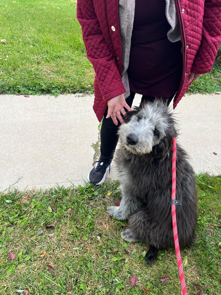 Enlarge Rocket, a Adopted mixed breed in Valparaiso, IN image 1/3