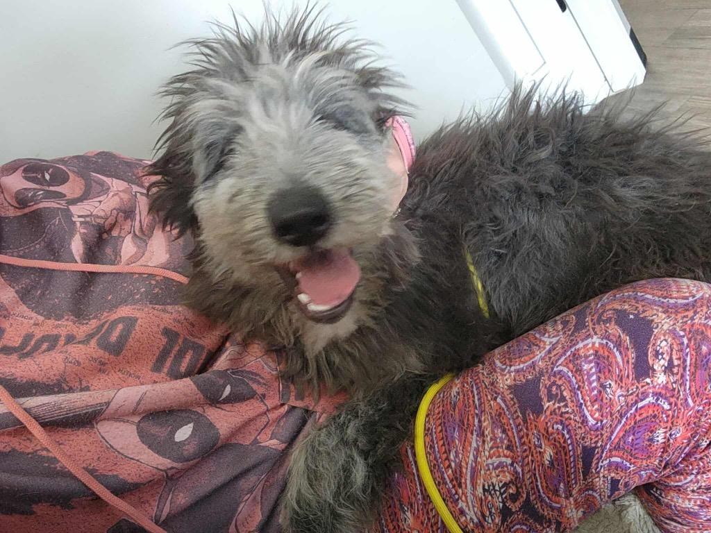 Enlarge Rocket, a Adopted mixed breed in Valparaiso, IN image 2/3