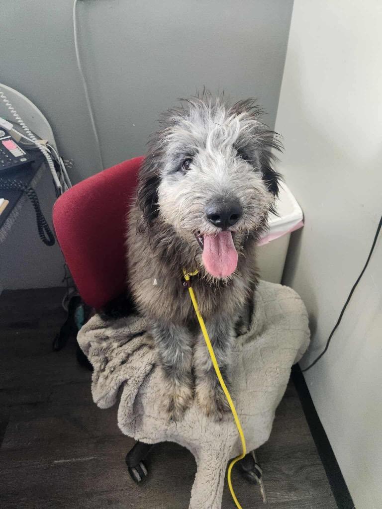 Enlarge Rocket, a Adopted mixed breed in Valparaiso, IN image 3/3