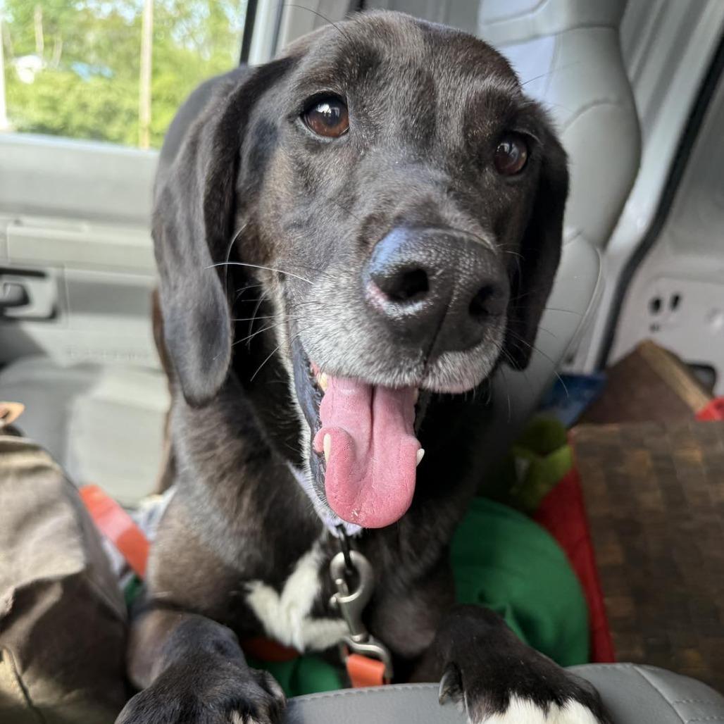 Colt, Adoptable, Senior Male Labrador Retriever.