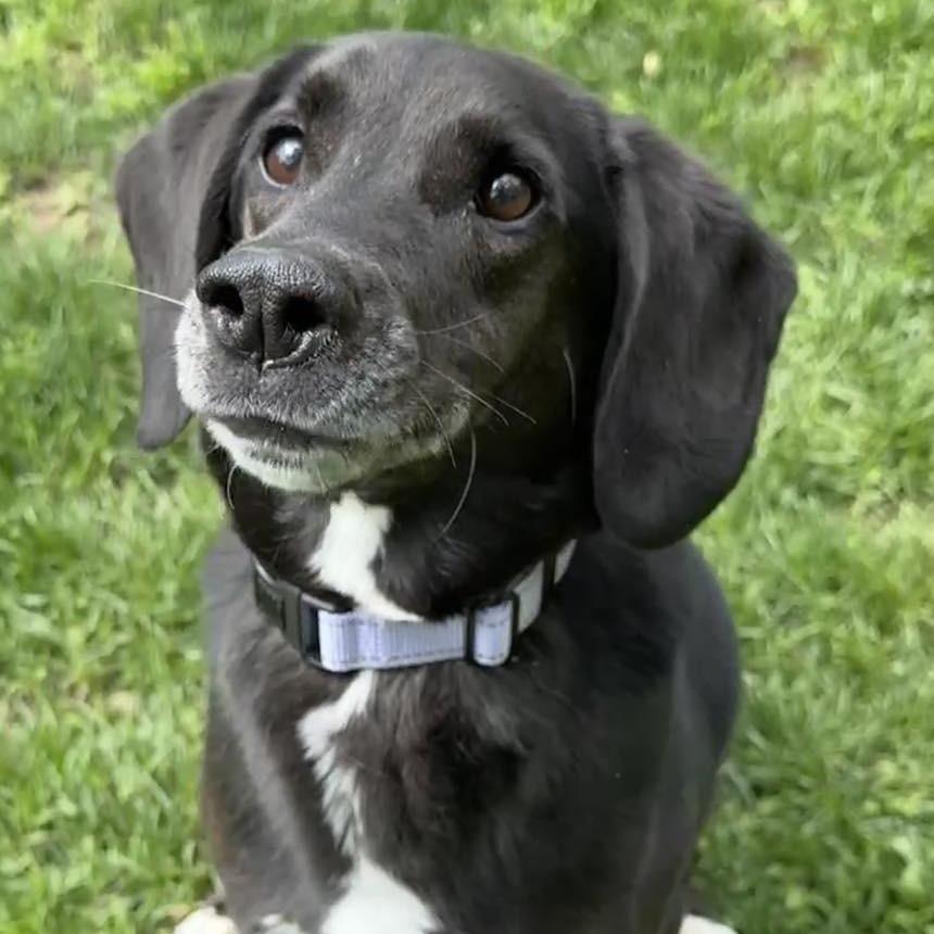Colt, a Adoptable Labrador Retriever in Pekin, IL image 2/6