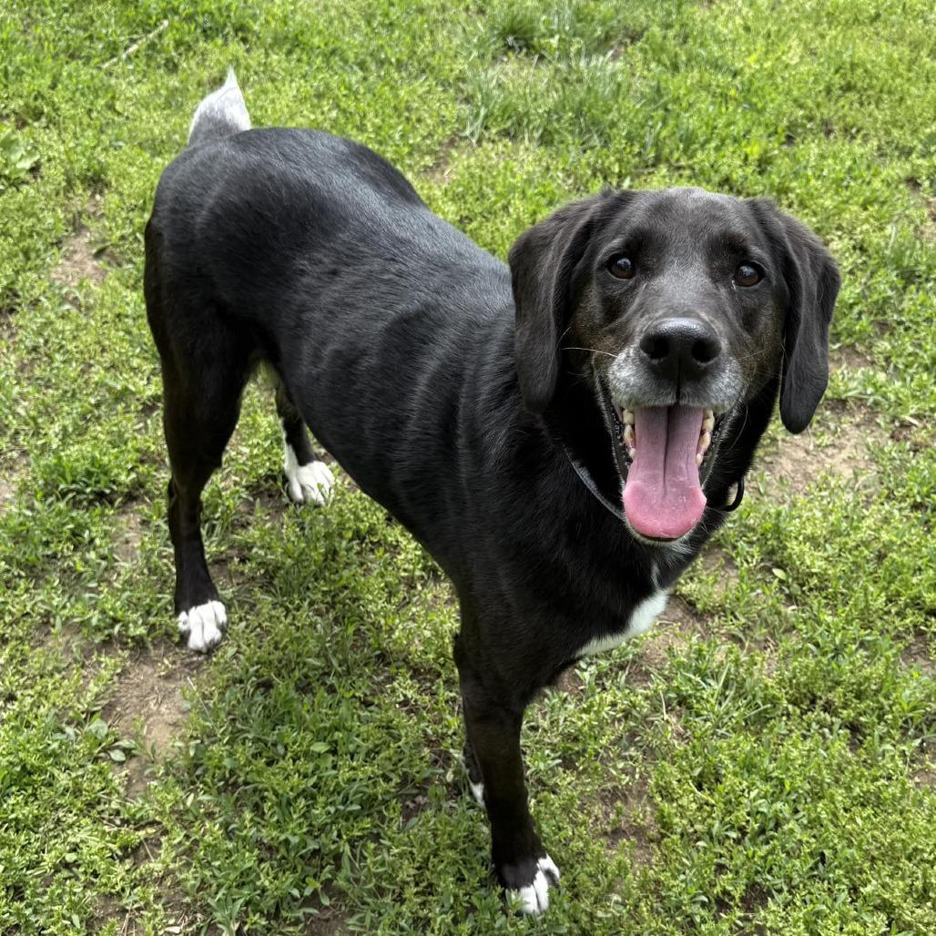 Colt, a Adoptable Labrador Retriever in Pekin, IL image 3/6
