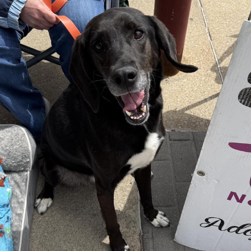 Colt, a Adoptable Labrador Retriever in Pekin, IL image 4/6