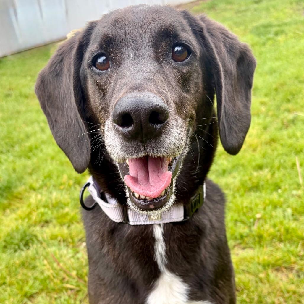 Colt, a Adoptable Labrador Retriever in Pekin, IL image 5/6