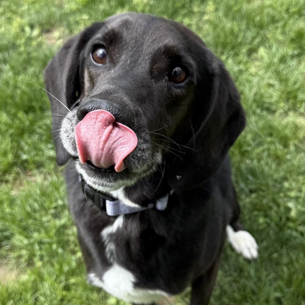 Colt, a Adoptable Labrador Retriever in Pekin, IL image 6/6