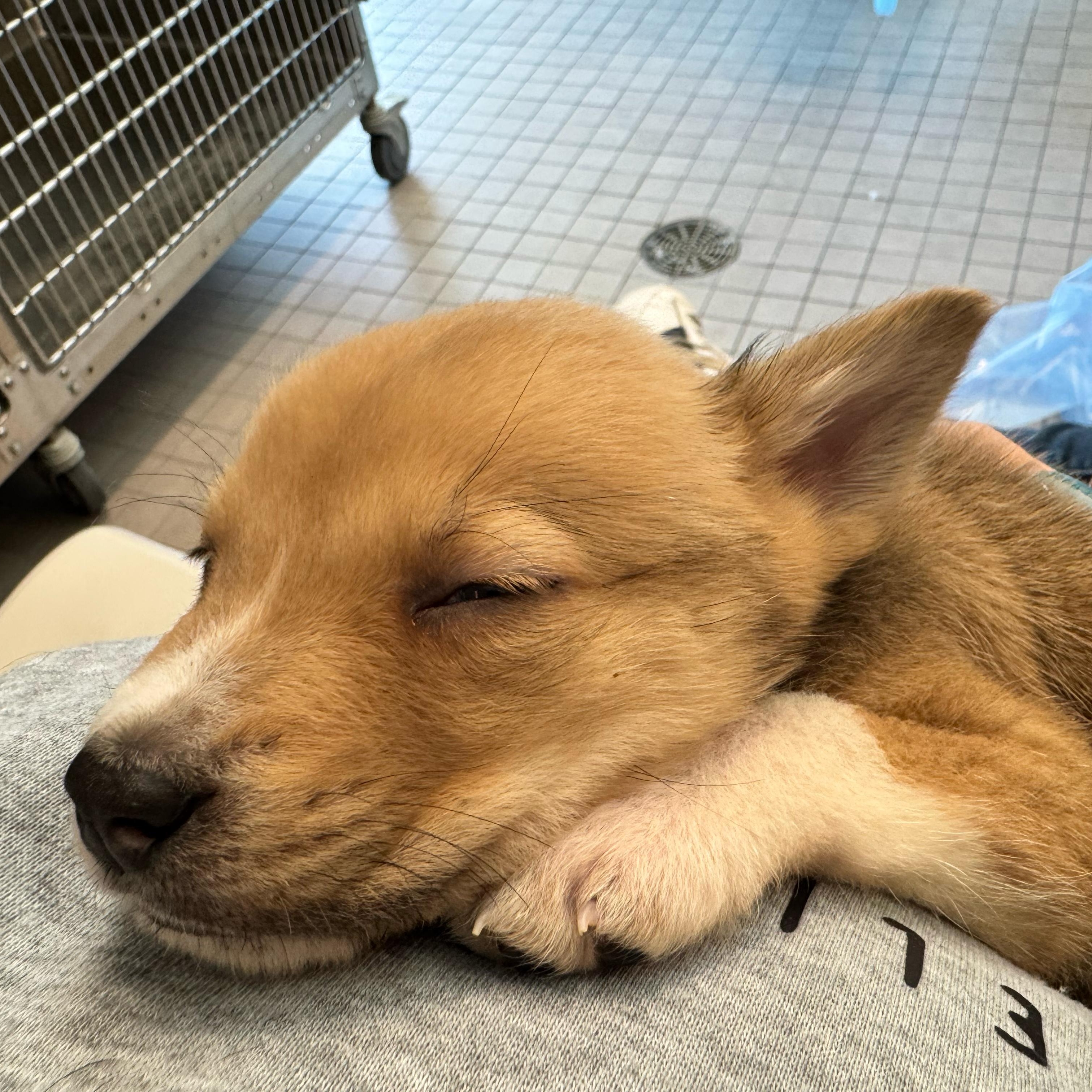 Enlarge Buddy, a ADOPTABLE mixed breed in Houston, TX image 1/4