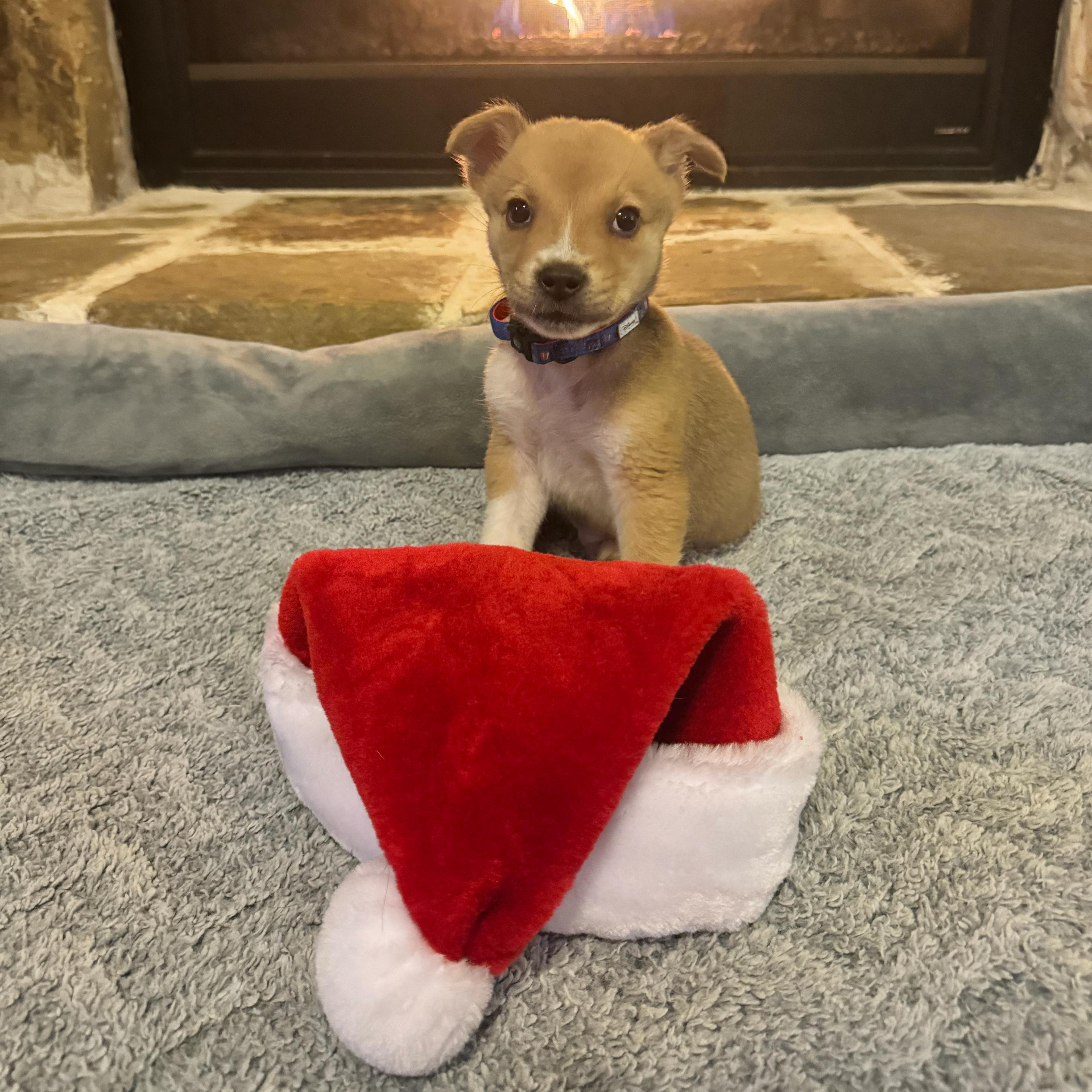 Enlarge Buddy, a ADOPTABLE mixed breed in Houston, TX image 4/4