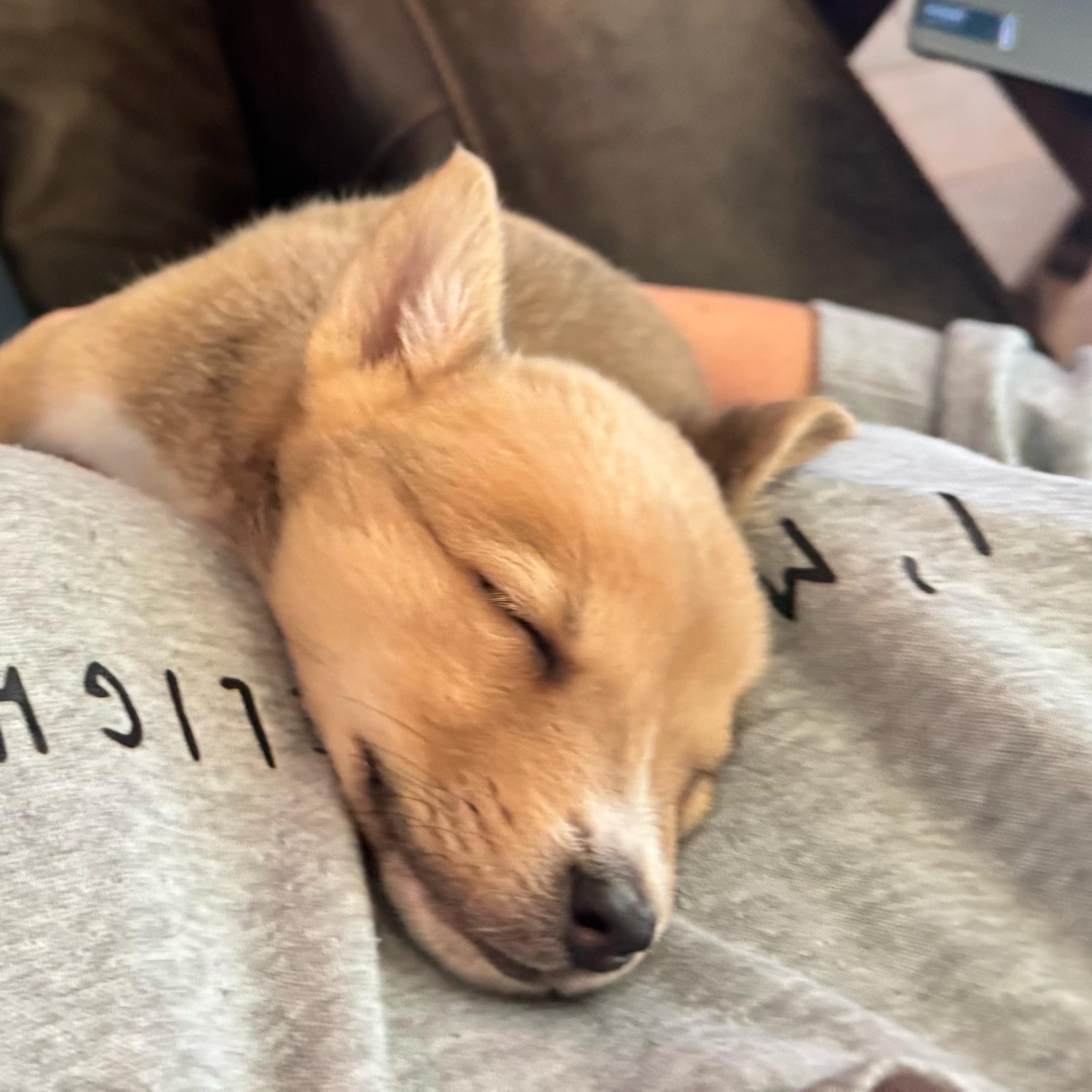 Enlarge Buddy, a ADOPTABLE mixed breed in Houston, TX image 2/4