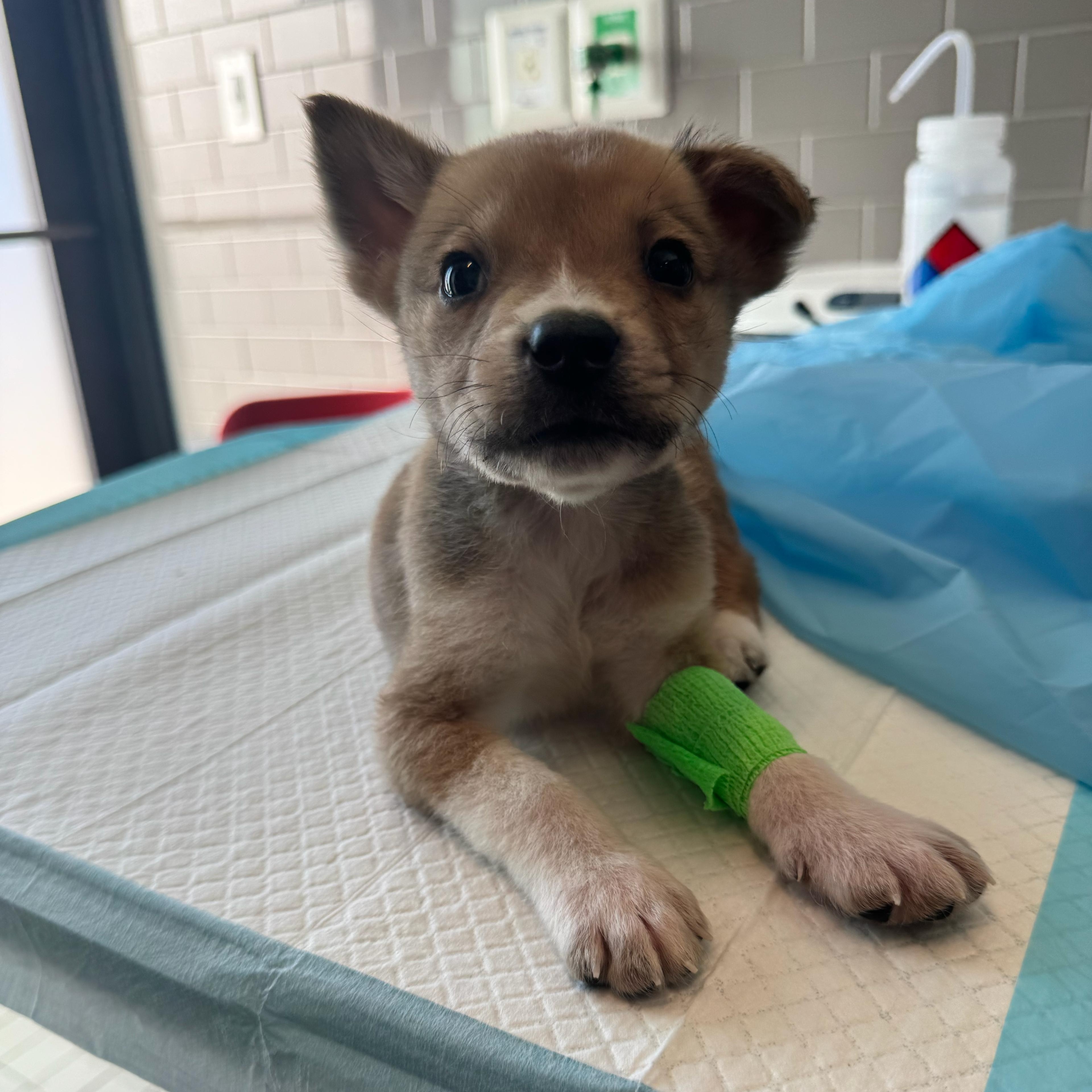 Enlarge Buddy, a ADOPTABLE mixed breed in Houston, TX image 3/4