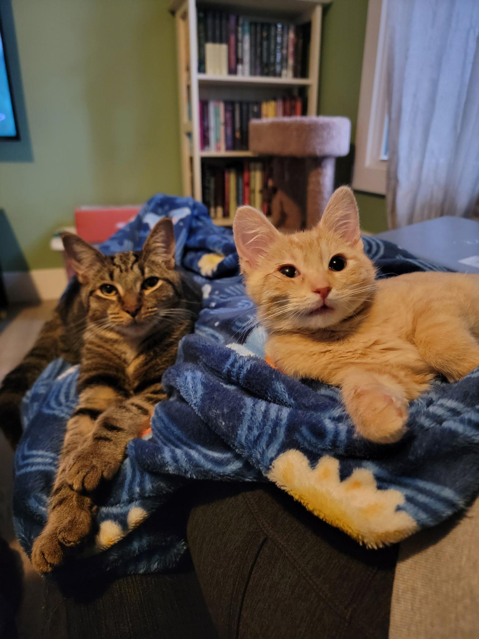 Enlarge Acorn, a ADOPTABLE Tabby in Brighton, MI image 3/4