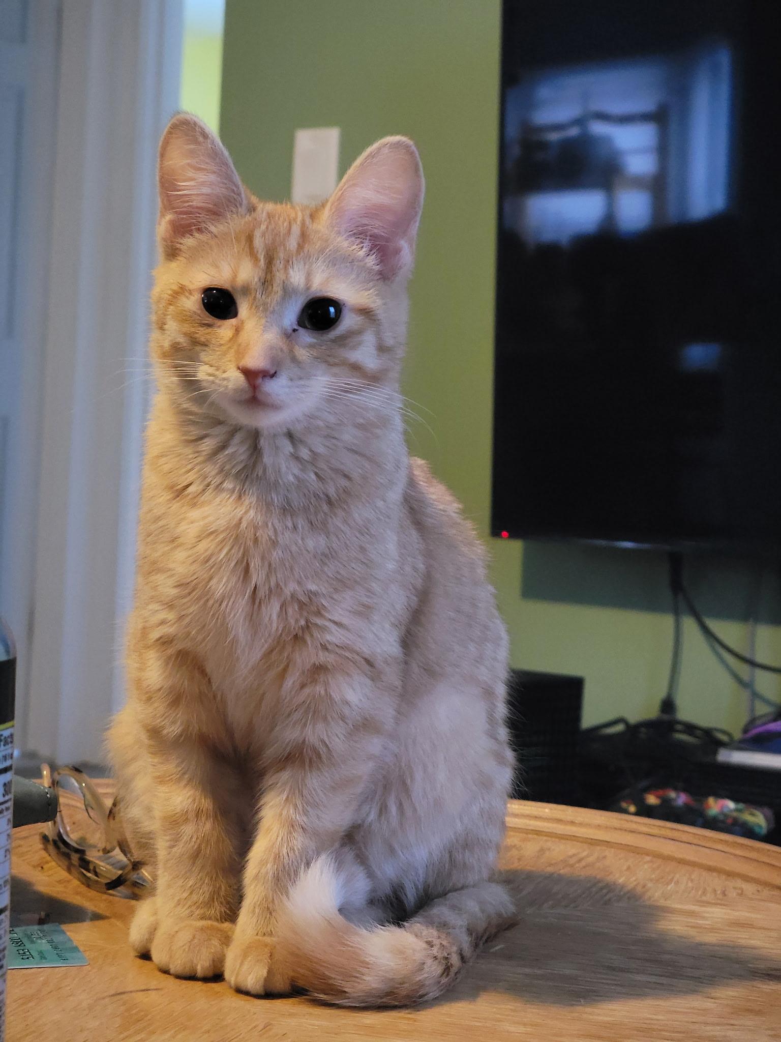 Acorn, ADOPTABLE, Kitten Female Tabby.