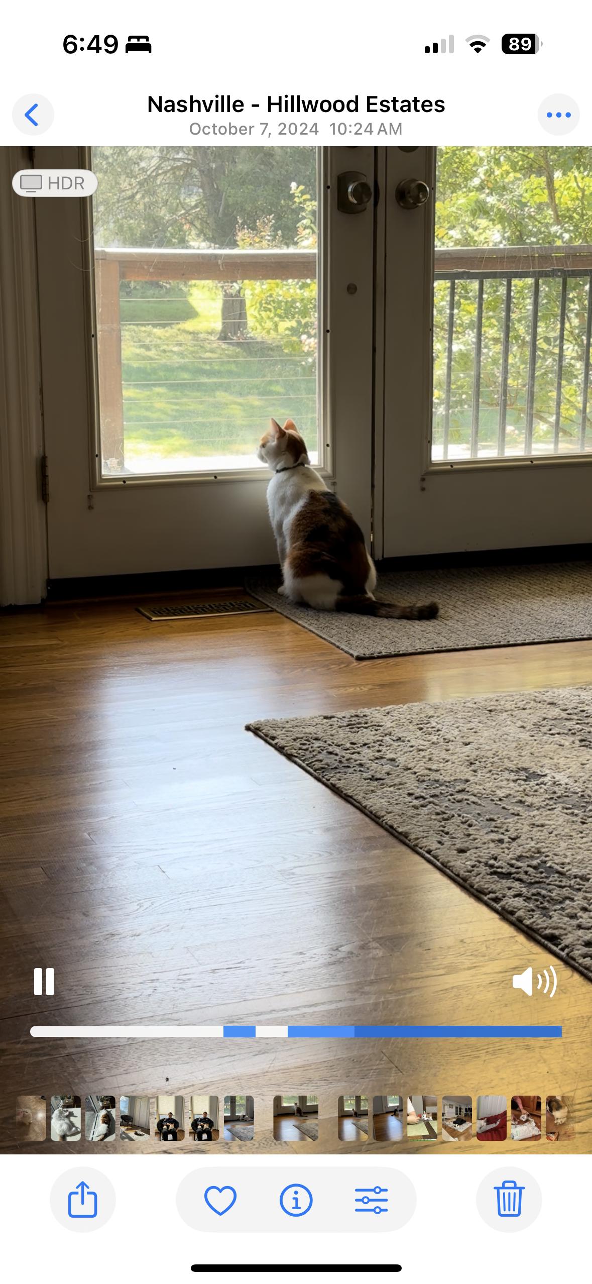 Enlarge Dora, a Adoptable Domestic Short Hair in Nashville, TN image 2/4