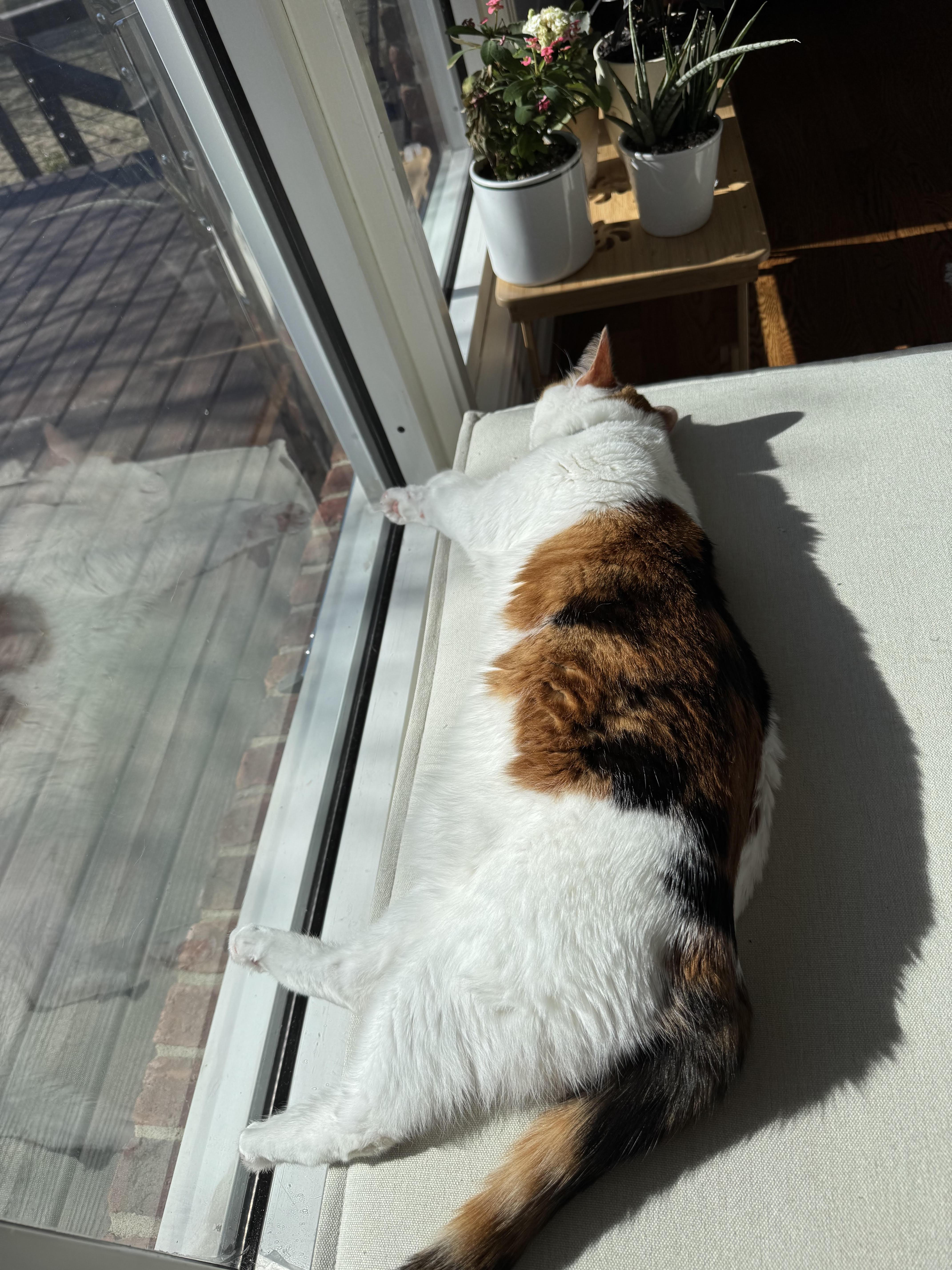 Enlarge Dora, a Adoptable Domestic Short Hair in Nashville, TN image 4/4