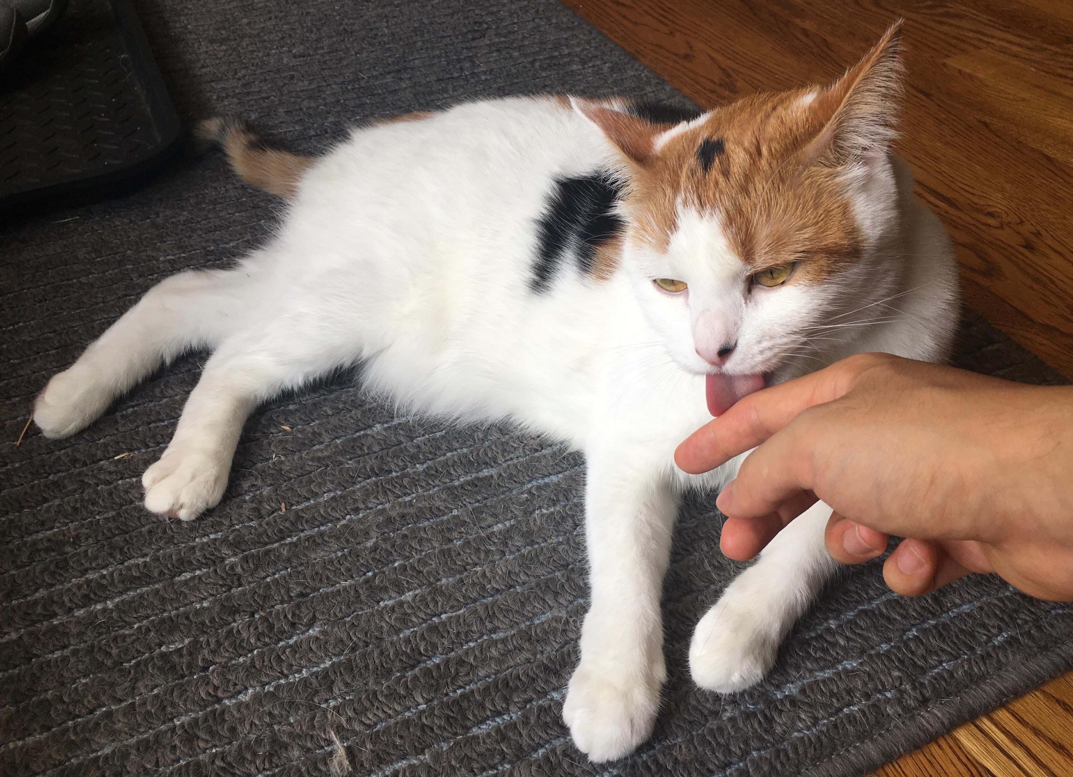 Enlarge Dora, a Adoptable Domestic Short Hair in Nashville, TN image 3/4