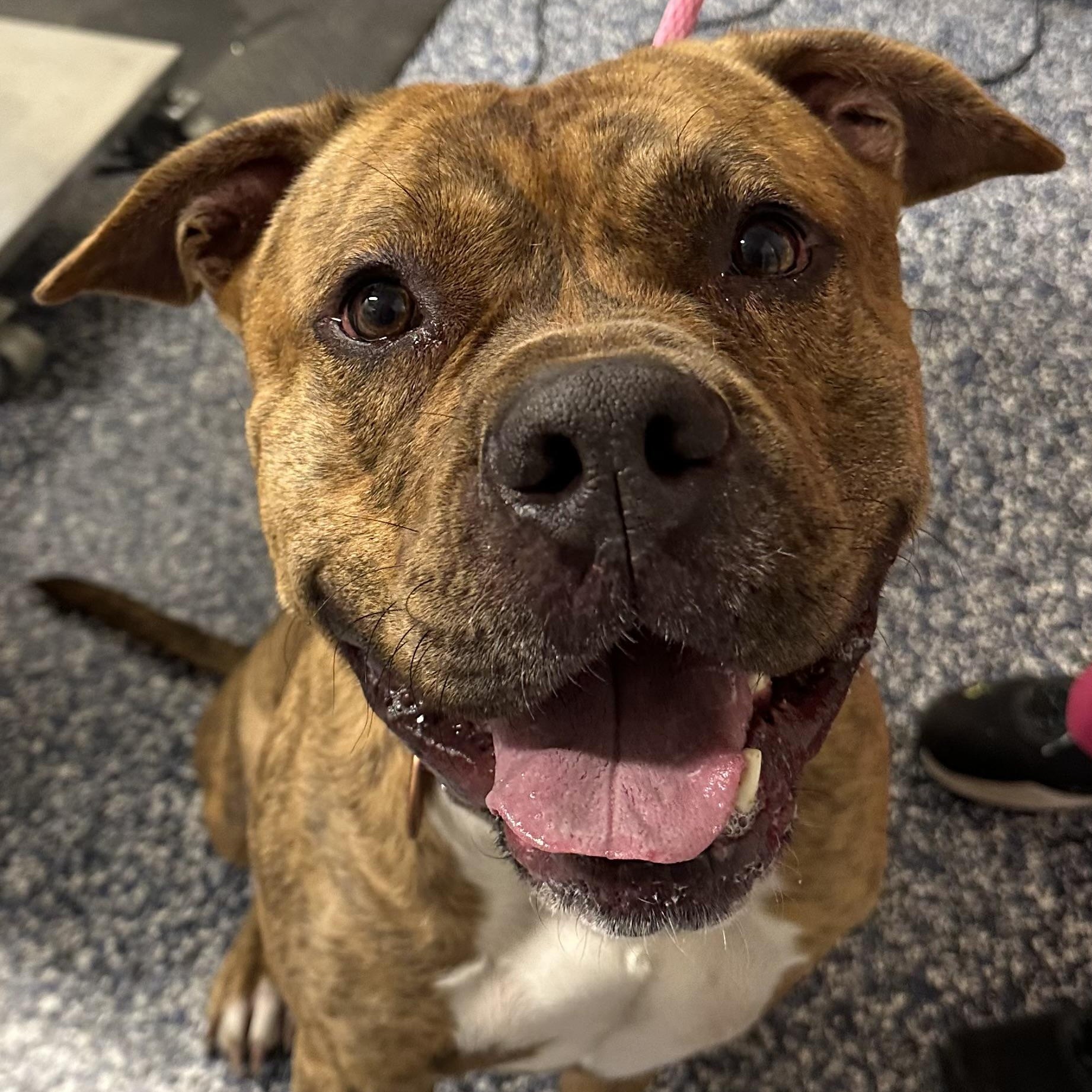 Butchy, a Adoptable mixed breed in Jackson, NJ image 1/2