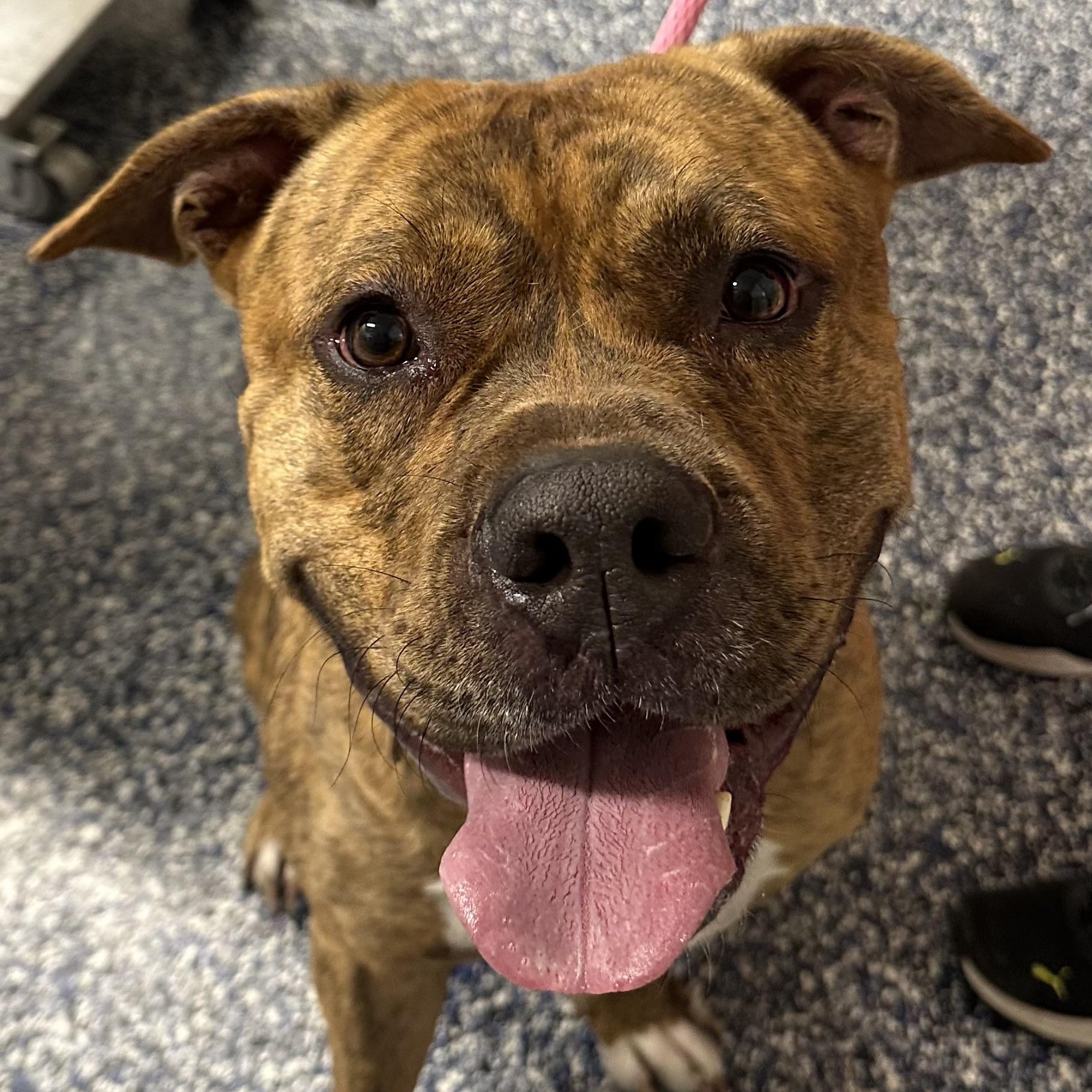 Butchy, a Adoptable mixed breed in Jackson, NJ image 2/2