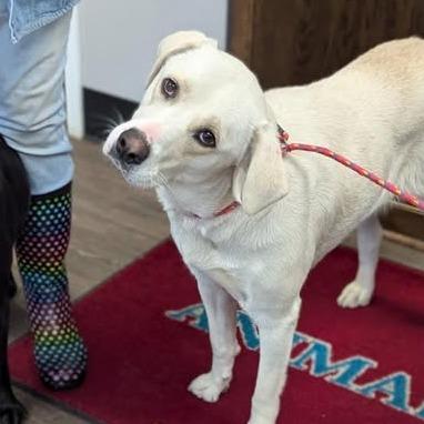 Enlarge CiCi, a Adoptable Yellow Labrador Retriever in Fort Smith, AR image 1/1