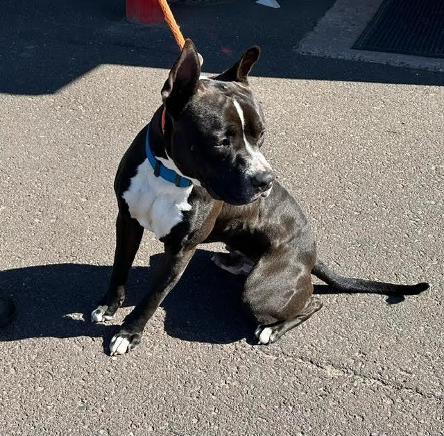 HUGO, a Adoptable Boxer in Ironwood, MI image 1/2