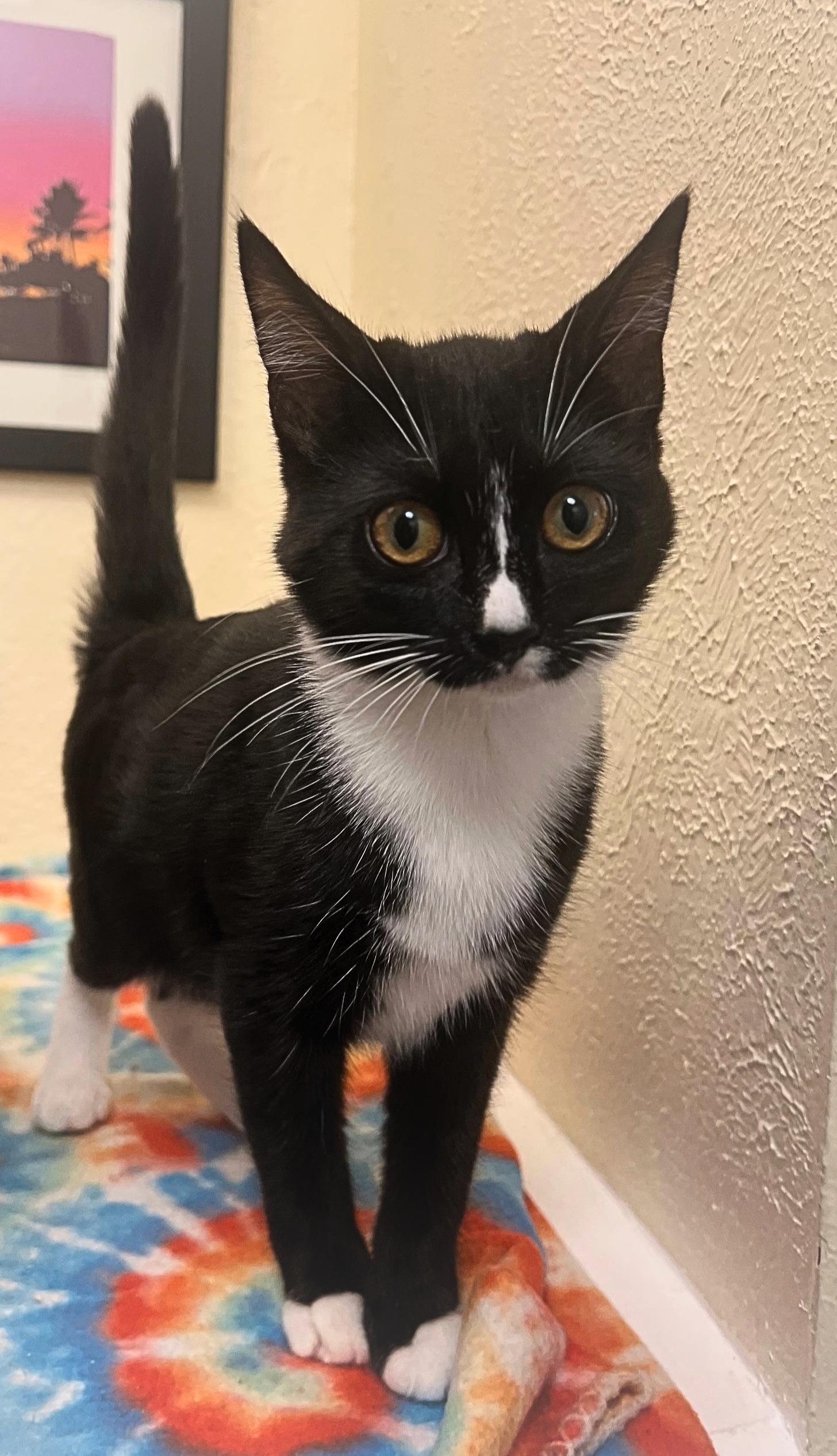 Enlarge Katrina, a precious doll (bonded sister- Iggy), a Adoptable mixed breed in The Dalles, OR image 2/2