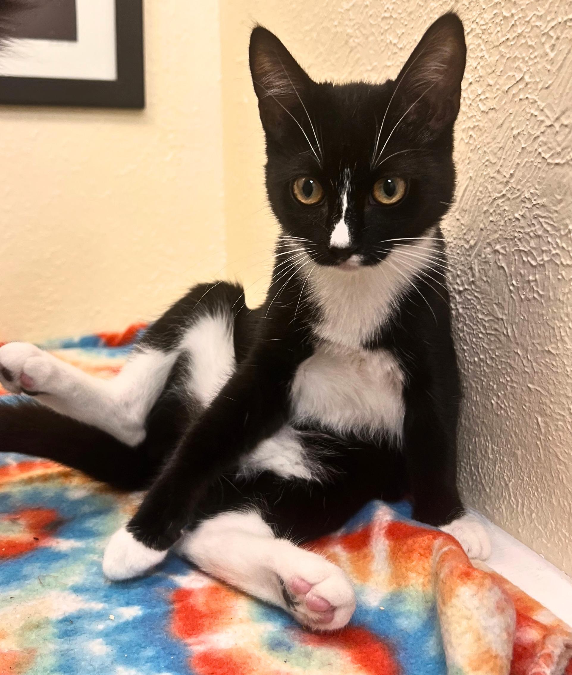 Enlarge Katrina, a precious doll (bonded sister- Iggy), a Adoptable mixed breed in The Dalles, OR image 1/2
