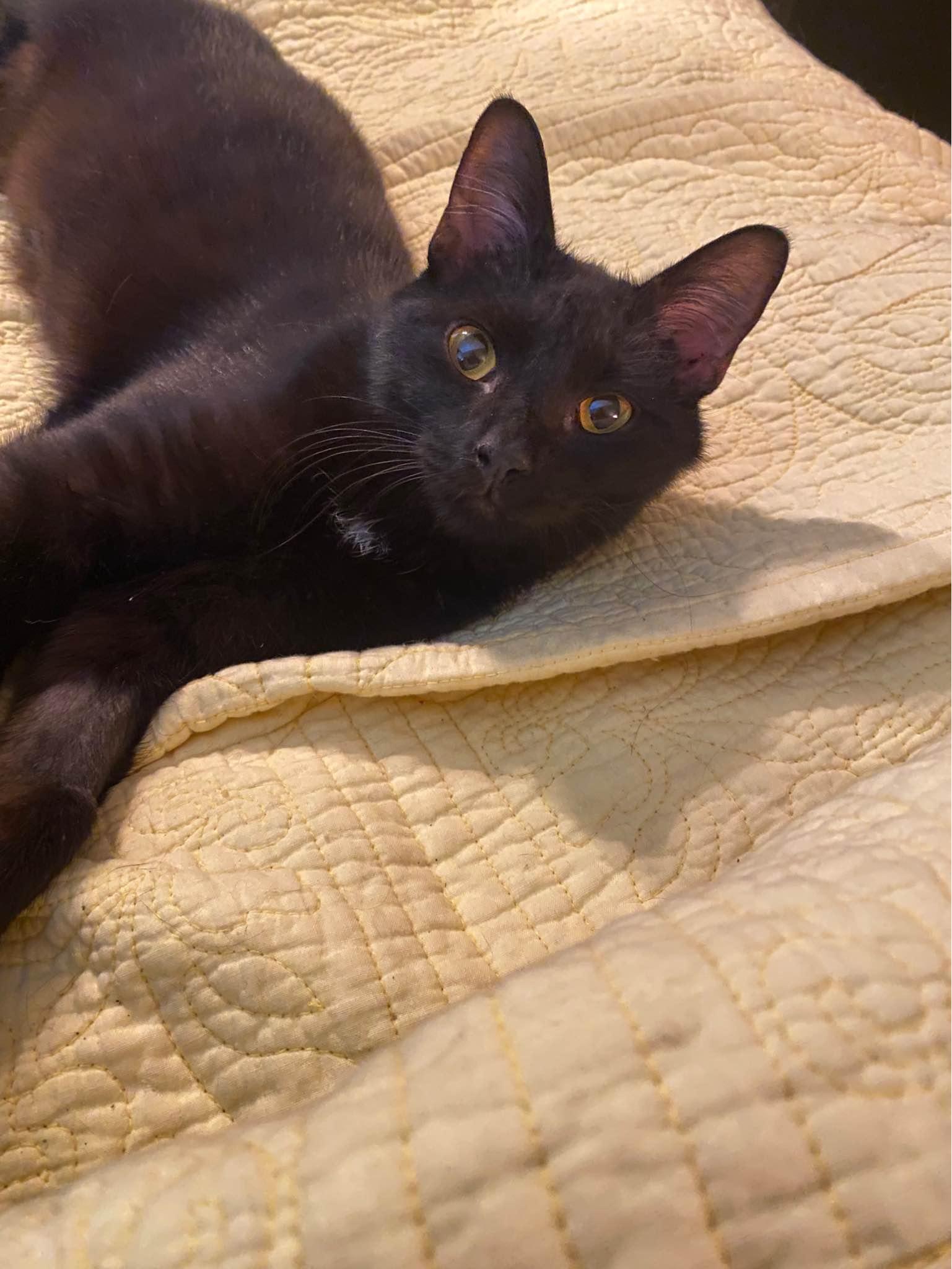 Finley, Adoptable, Young Male Domestic Short Hair.