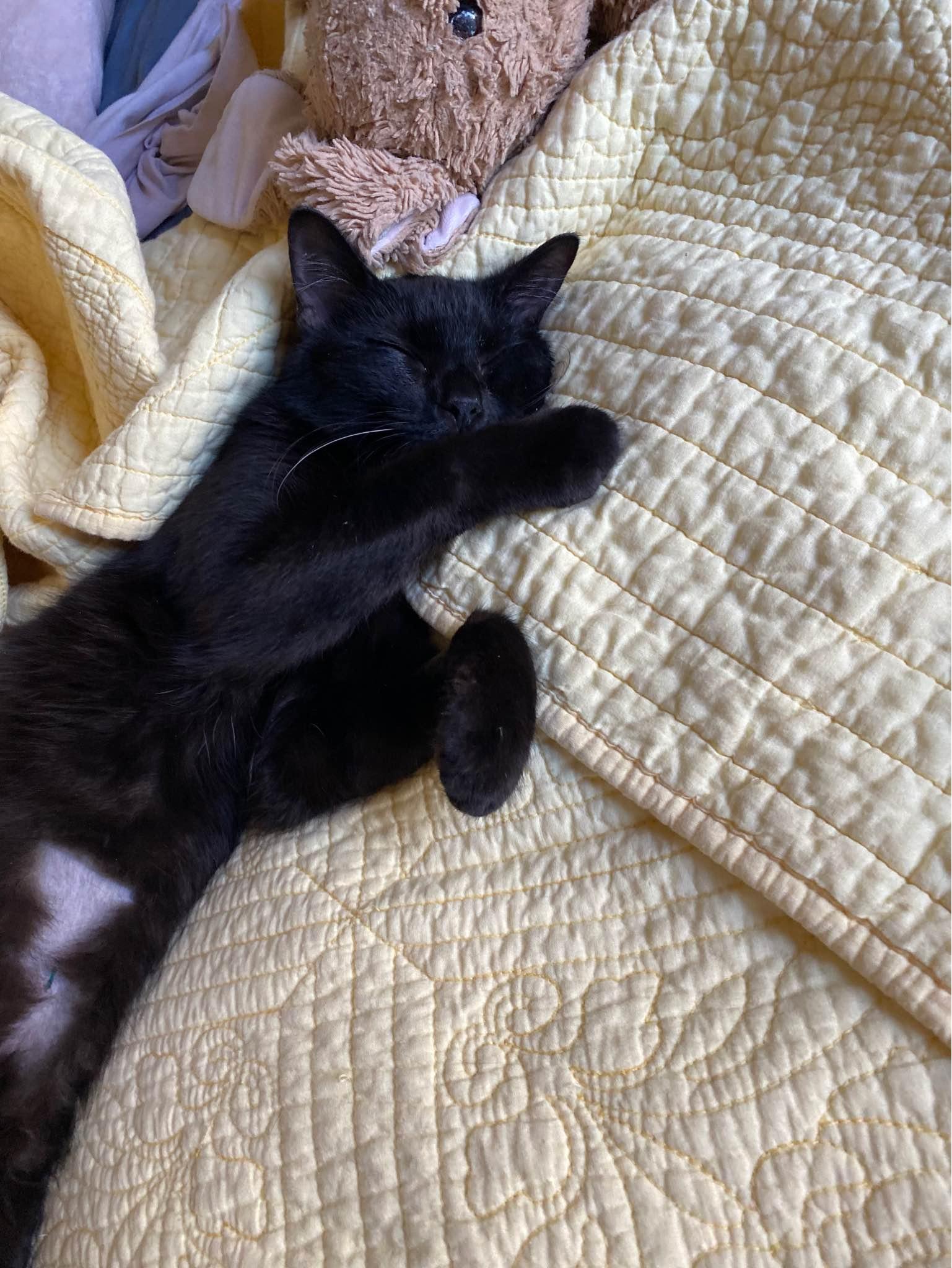 Enlarge Finley, a Adoptable Domestic Short Hair in Clyde, NC image 2/5