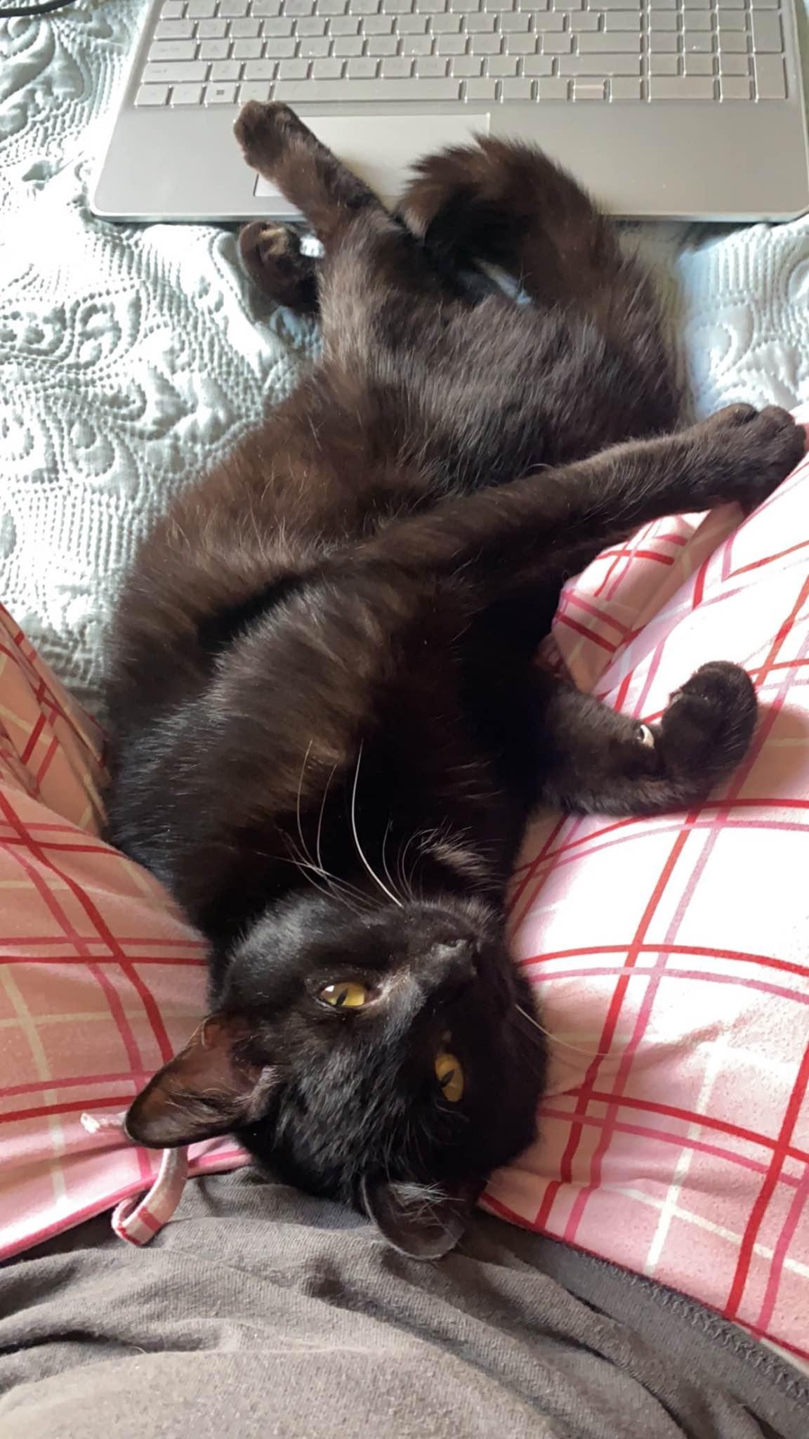 Enlarge Finley, a Adoptable Domestic Short Hair in Clyde, NC image 3/5