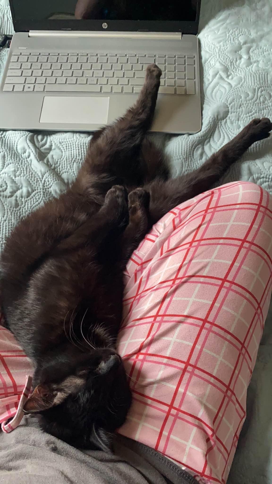 Enlarge Finley, a Adoptable Domestic Short Hair in Clyde, NC image 4/5