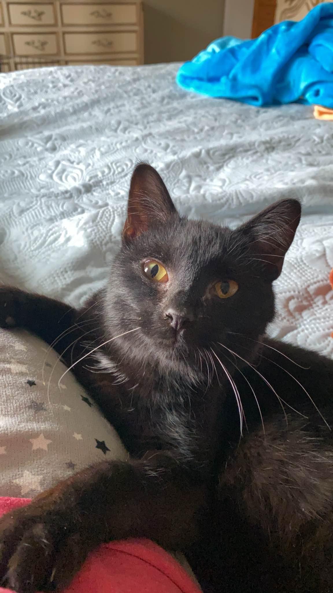 Enlarge Finley, a Adoptable Domestic Short Hair in Clyde, NC image 5/5