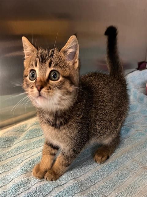 Enlarge ELF, a Adoptable Domestic Short Hair in Norco, CA image 1/1