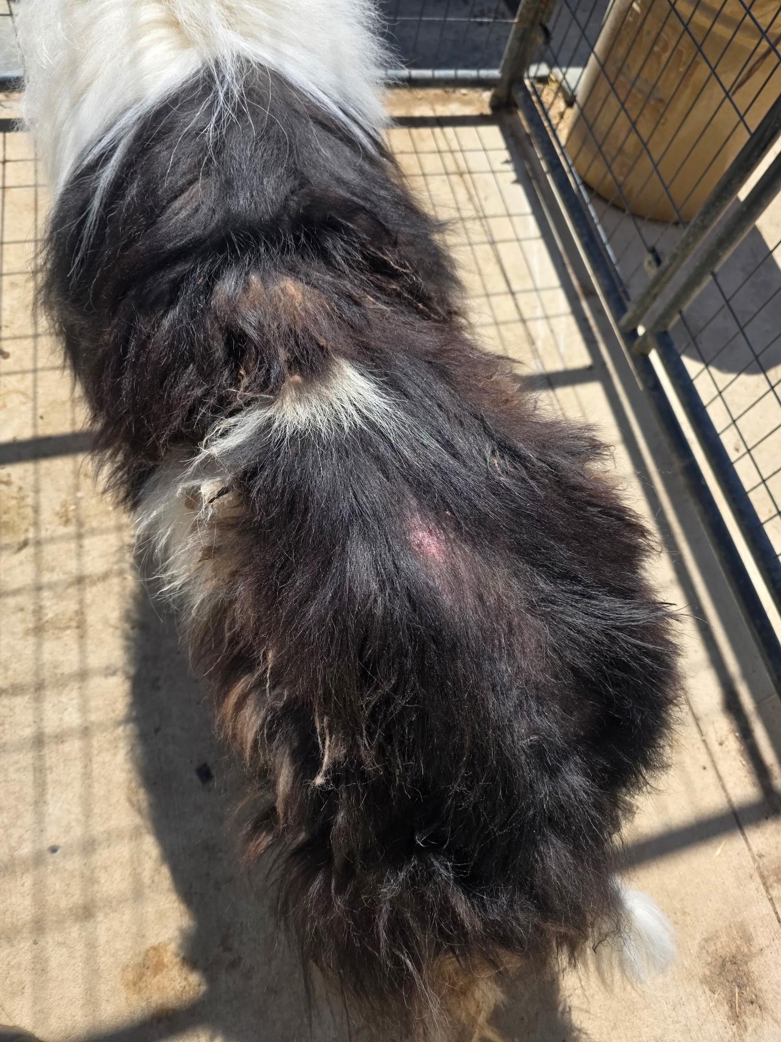 Razzy, Adoptable, Adult Male Rough Collie.