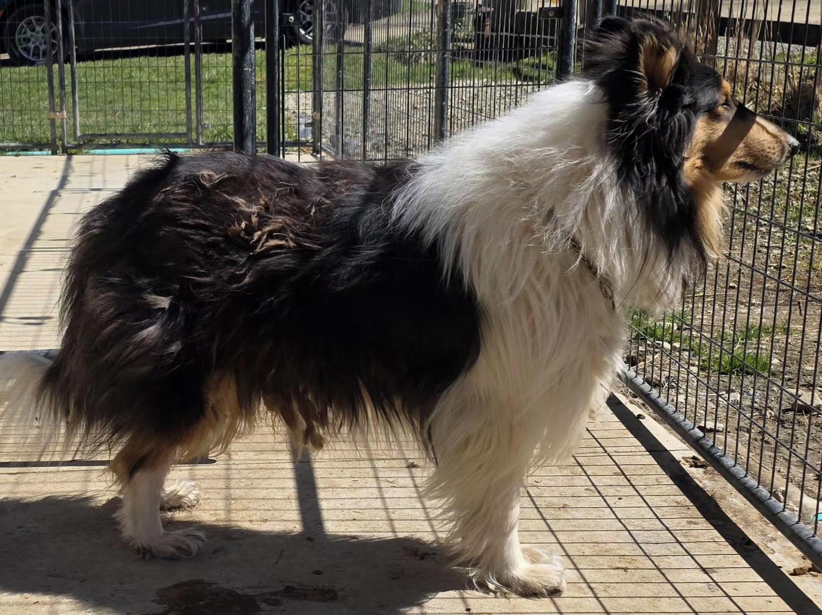 Enlarge Razzy, a Adoptable Rough Collie in Elyria, OH image 2/4