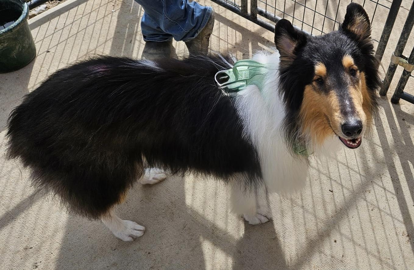 Enlarge Razzy, a Adoptable Rough Collie in Elyria, OH image 3/4