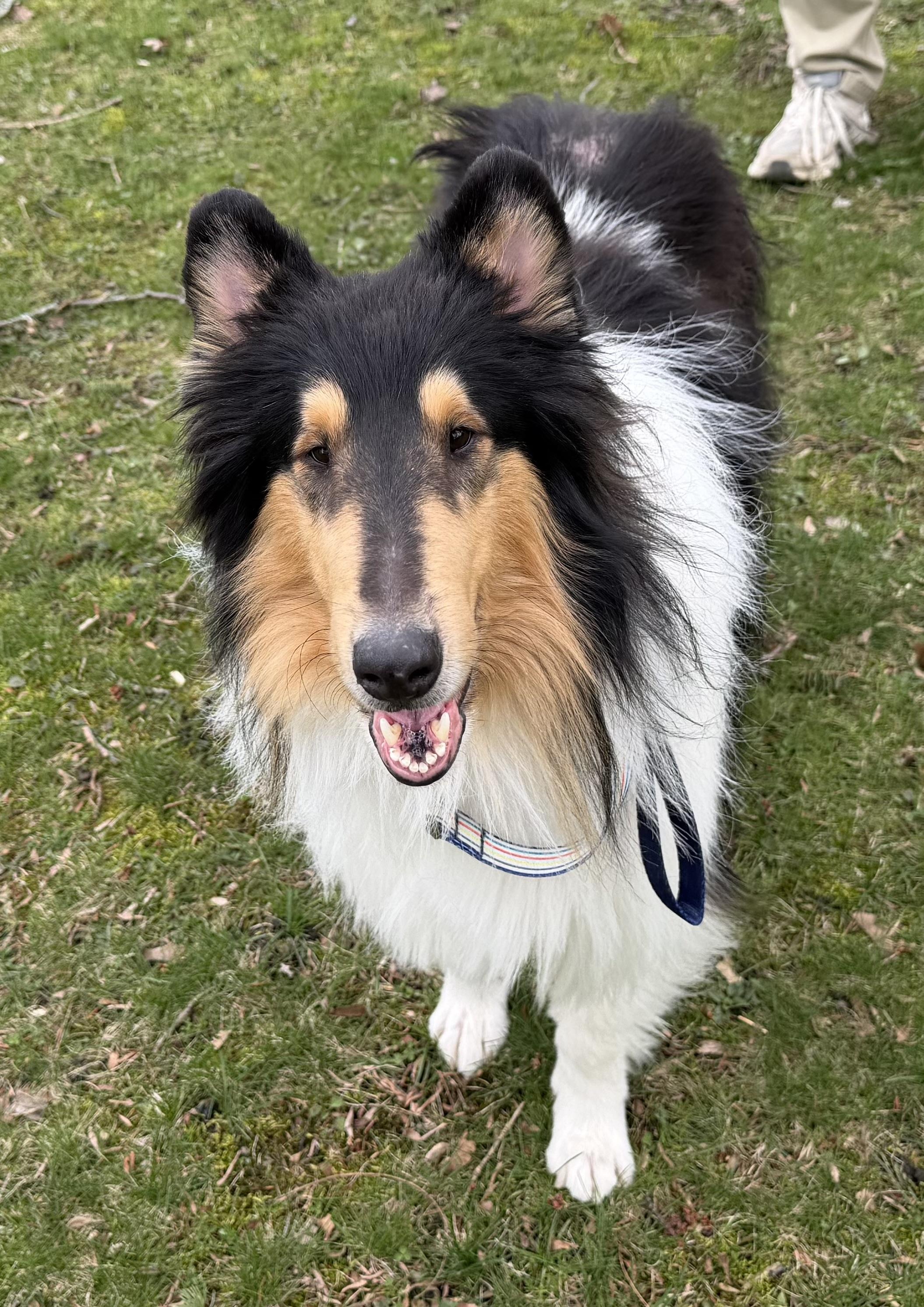 Enlarge Razzy, a Adoptable Rough Collie in Elyria, OH image 4/4