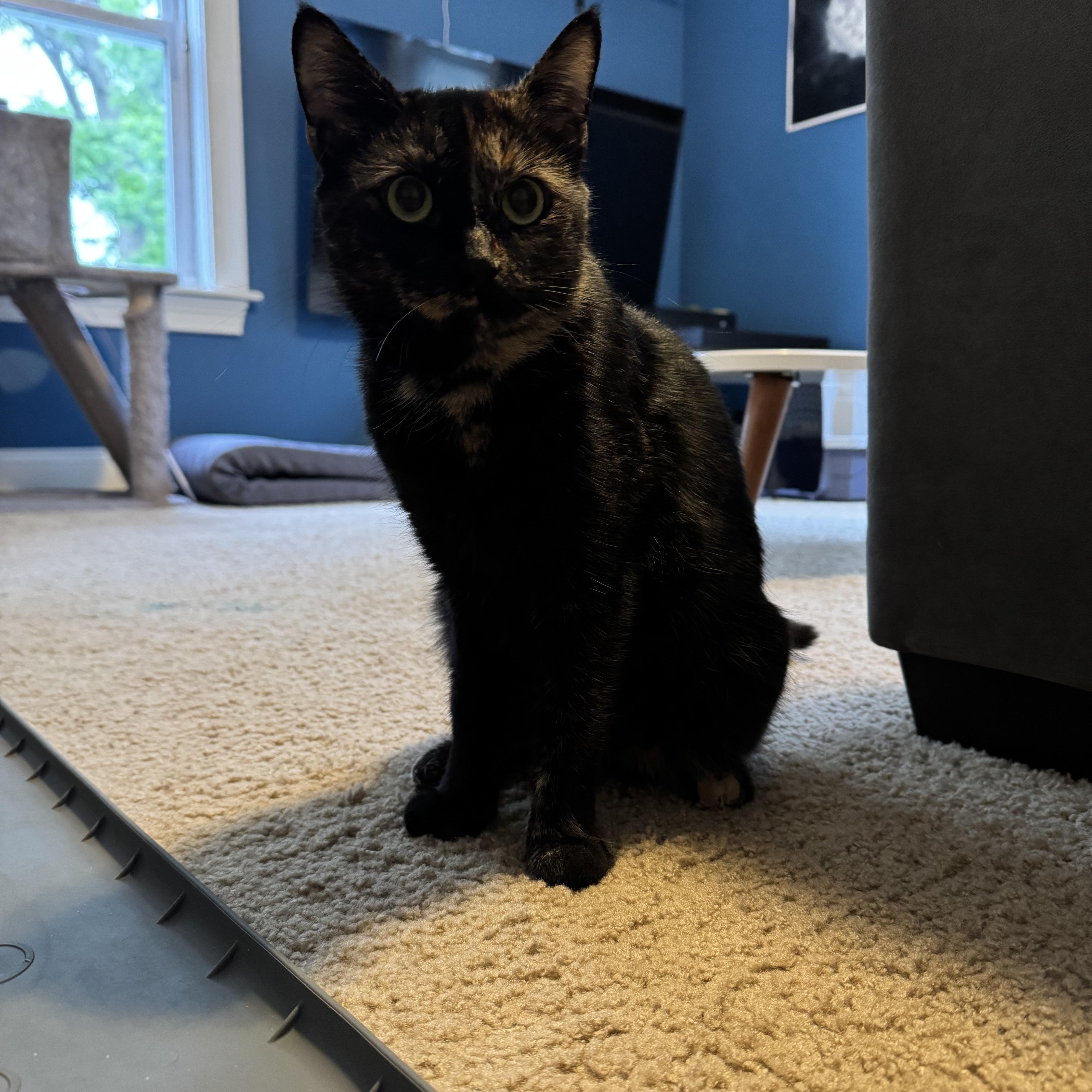 Duchess Camilla, a ADOPTABLE Tortoiseshell in Medford, MA image 2/4