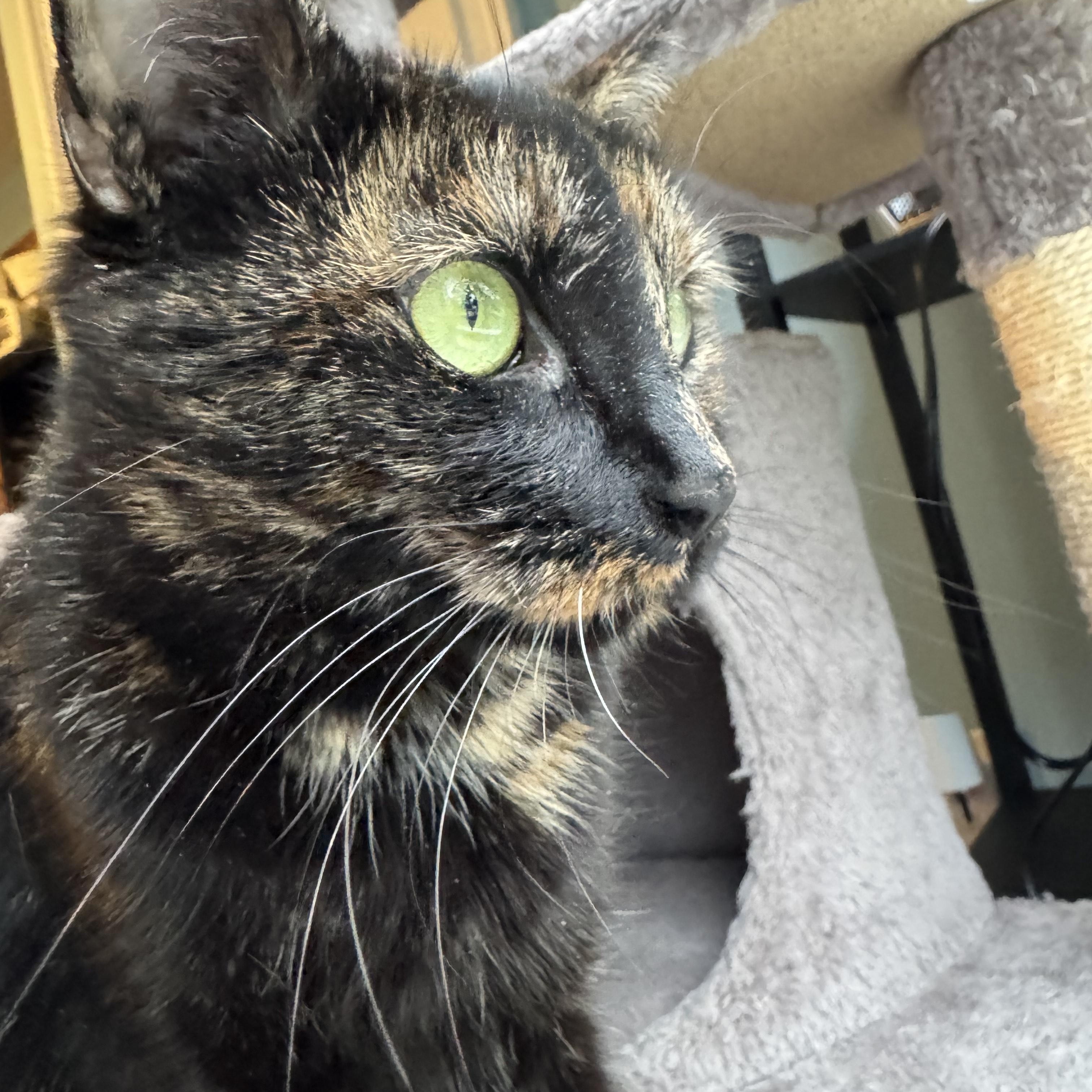 Duchess Camilla, a ADOPTABLE Tortoiseshell in Medford, MA image 1/4