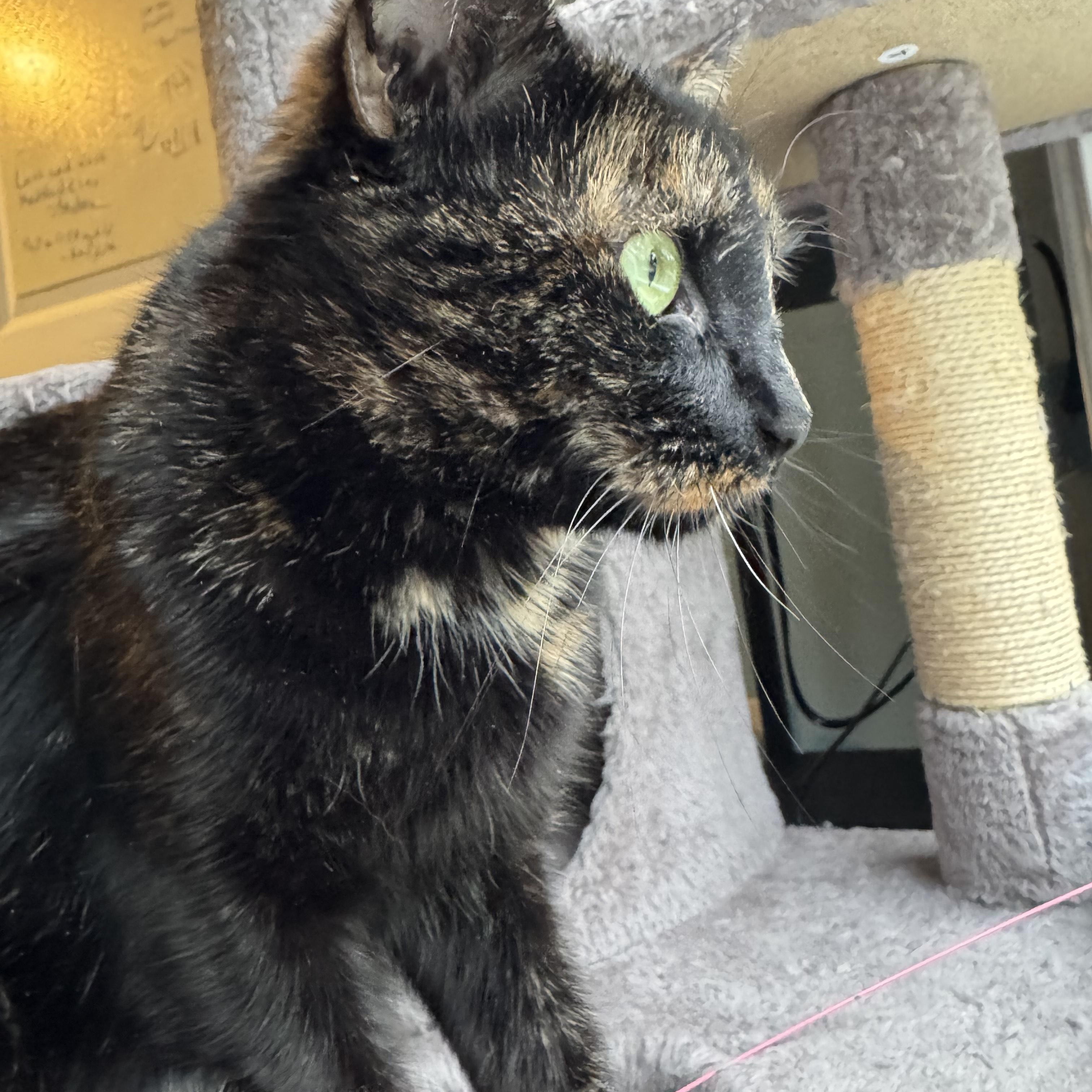 Duchess Camilla, a ADOPTABLE Tortoiseshell in Medford, MA image 3/4