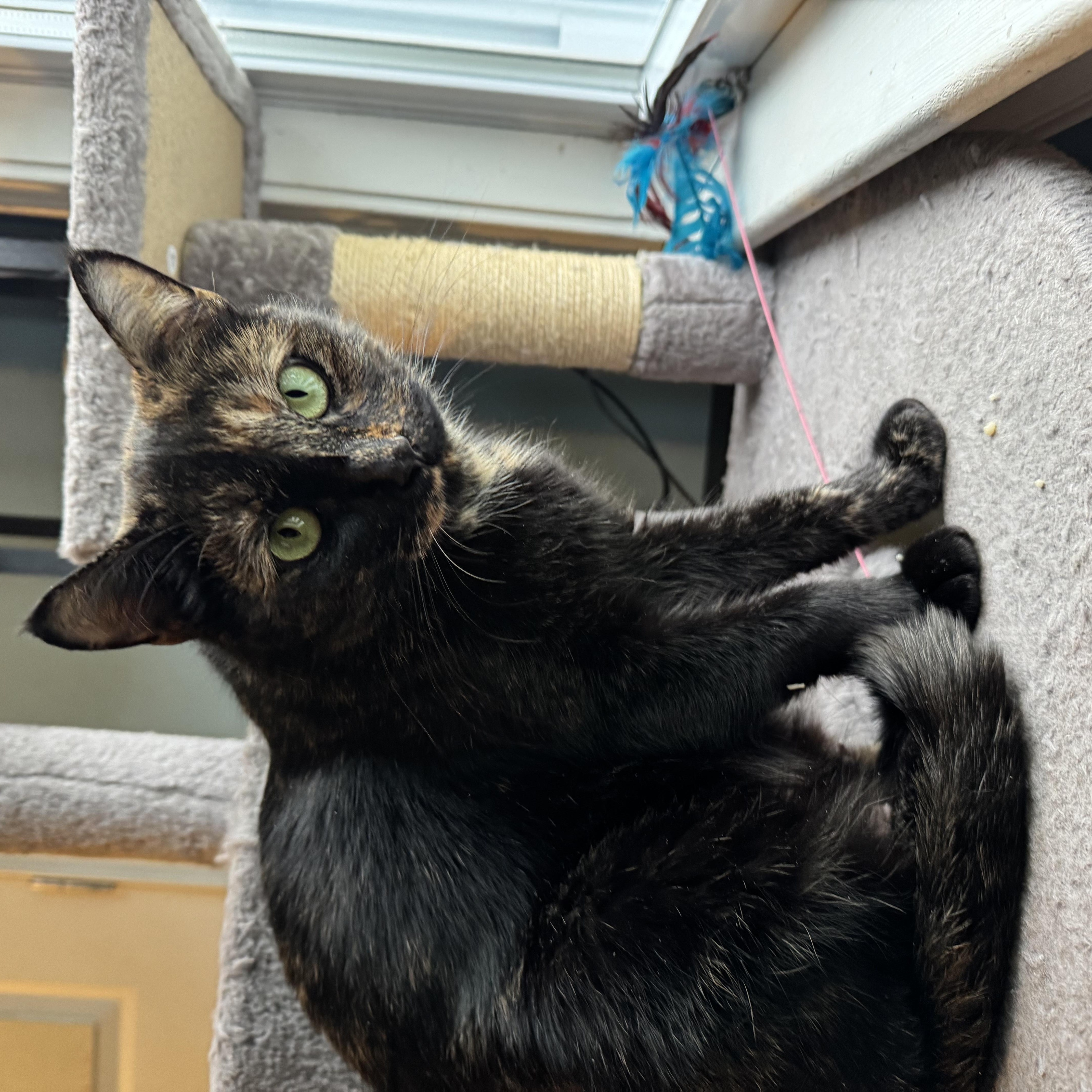 Duchess Camilla, a ADOPTABLE Tortoiseshell in Medford, MA image 4/4