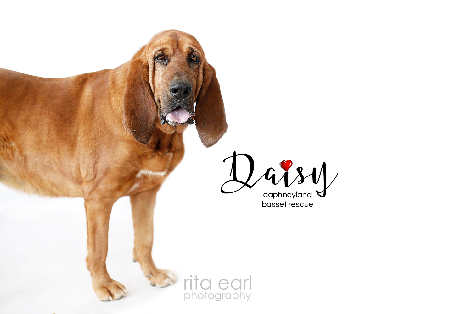 Daisy photo 3