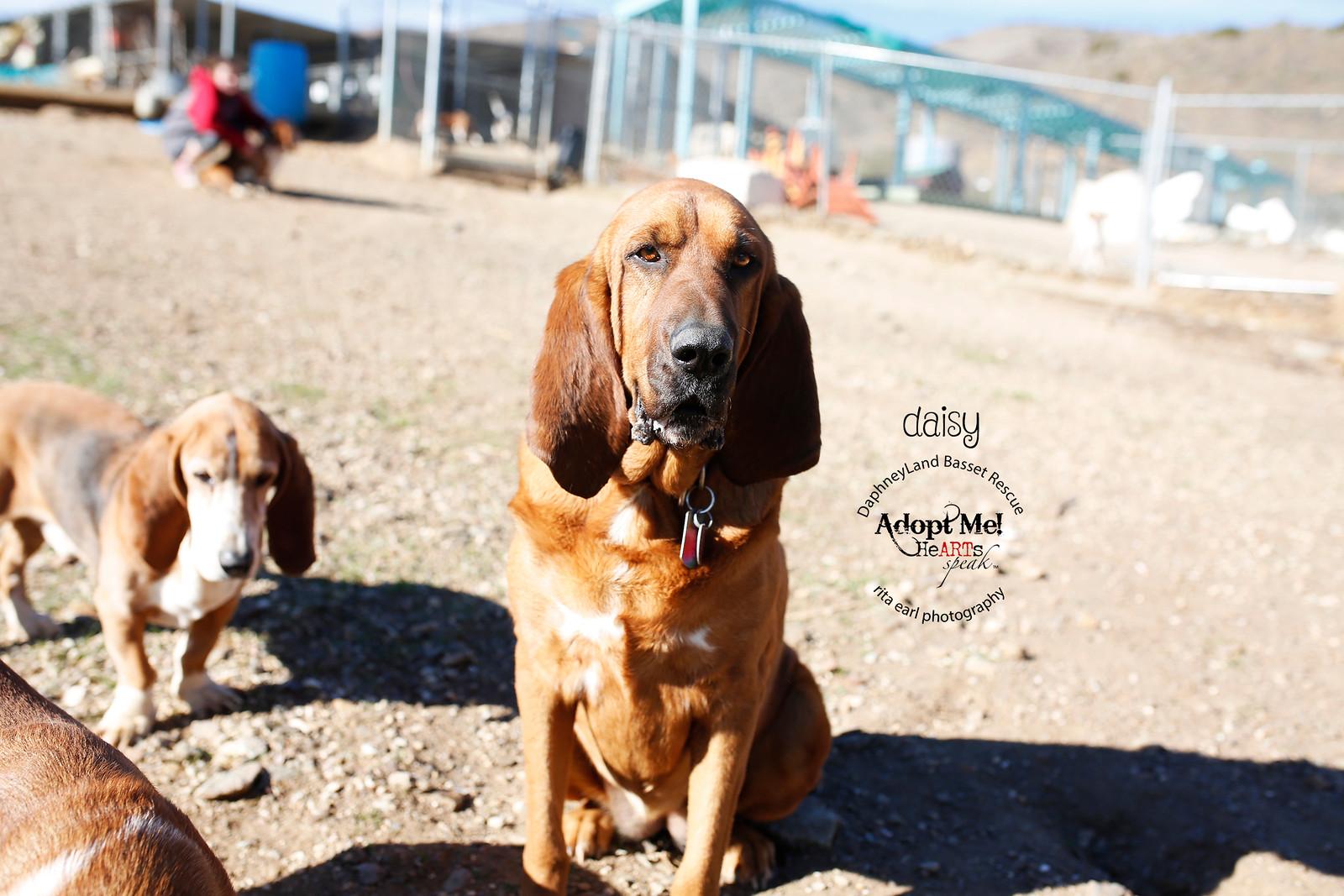Daisy photo 2