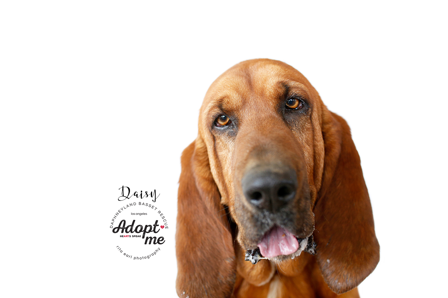 Daisy photo 1