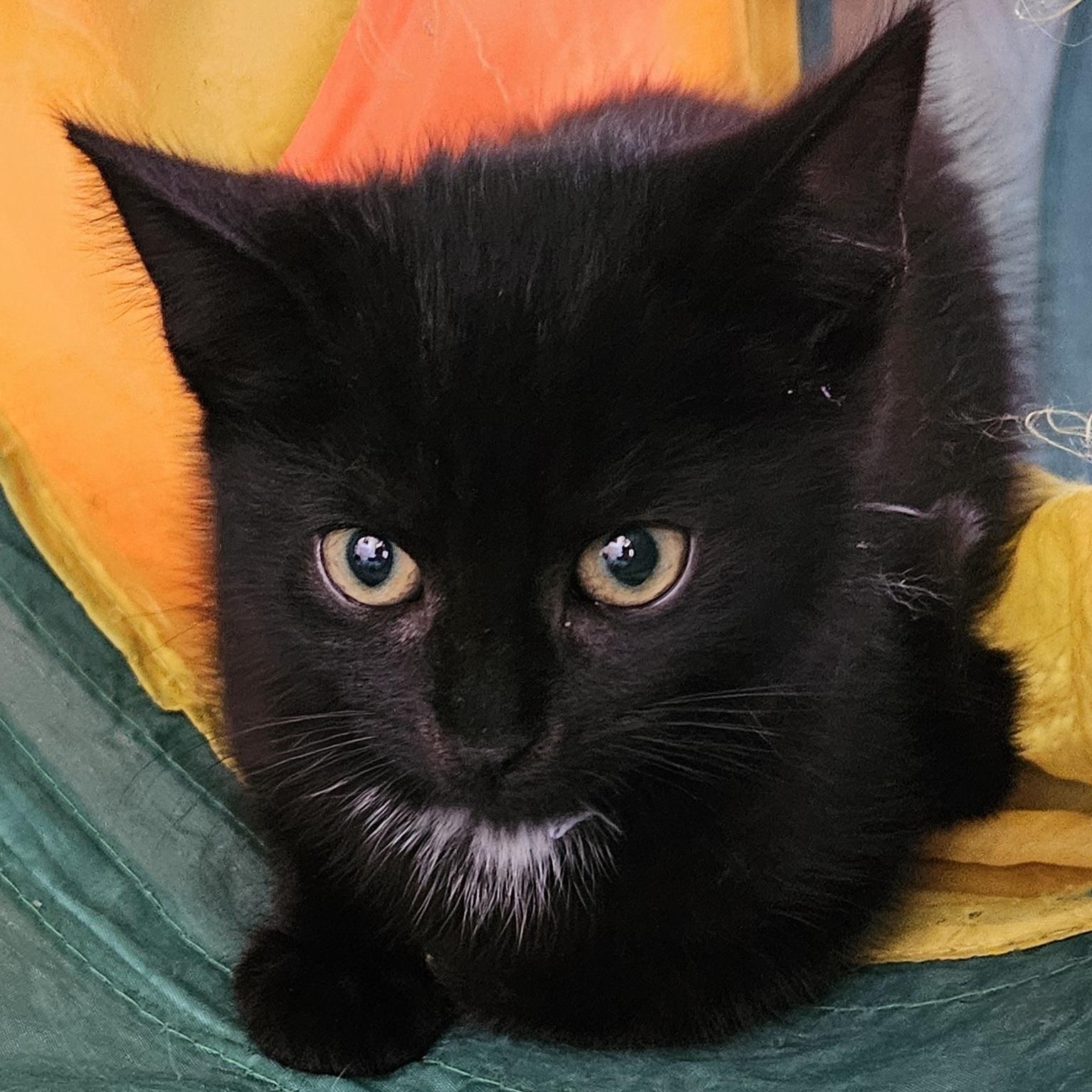 Little Joey, a ADOPTABLE Domestic Short Hair in Brockport, NY image 4/6