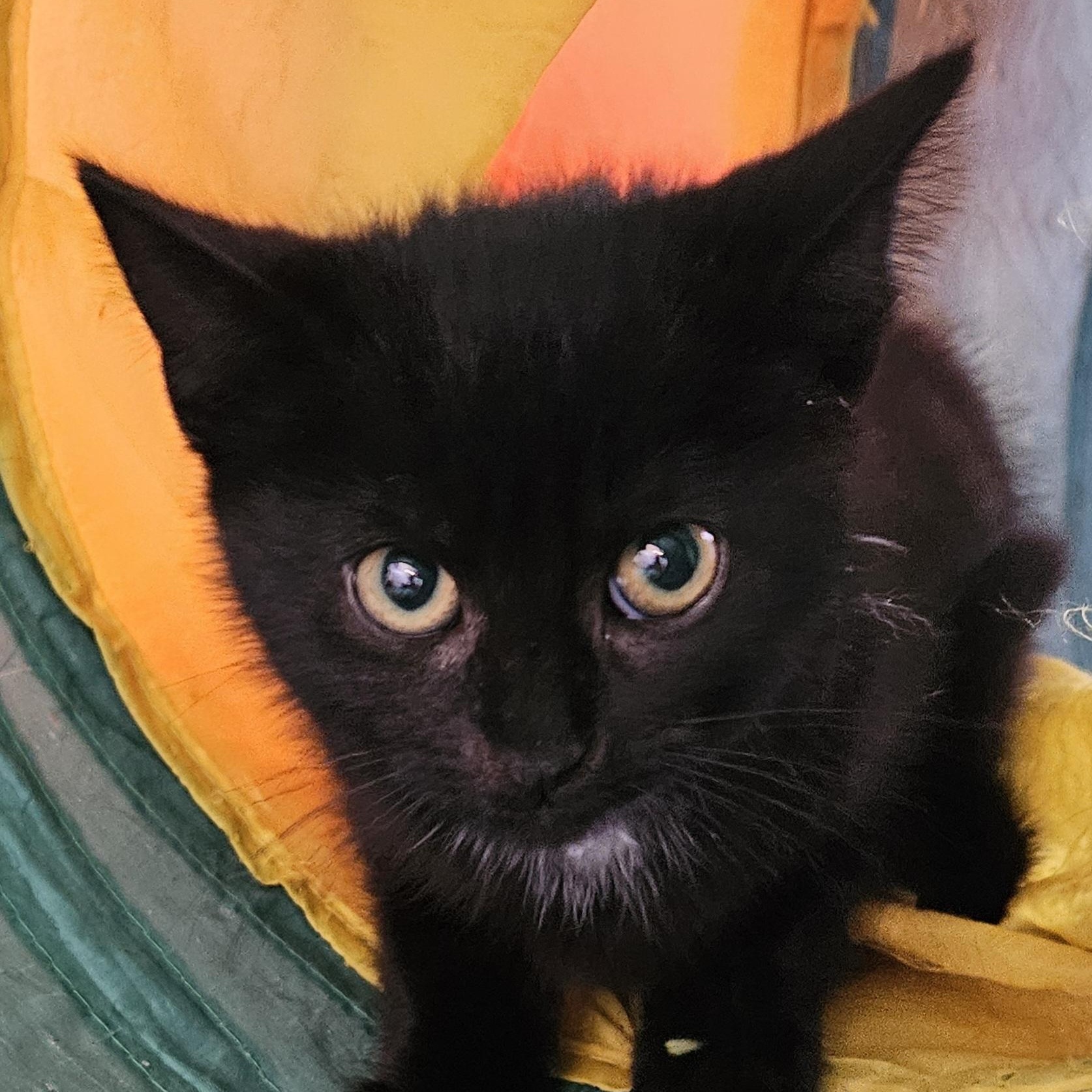 Little Joey, a ADOPTABLE Domestic Short Hair in Brockport, NY image 6/6