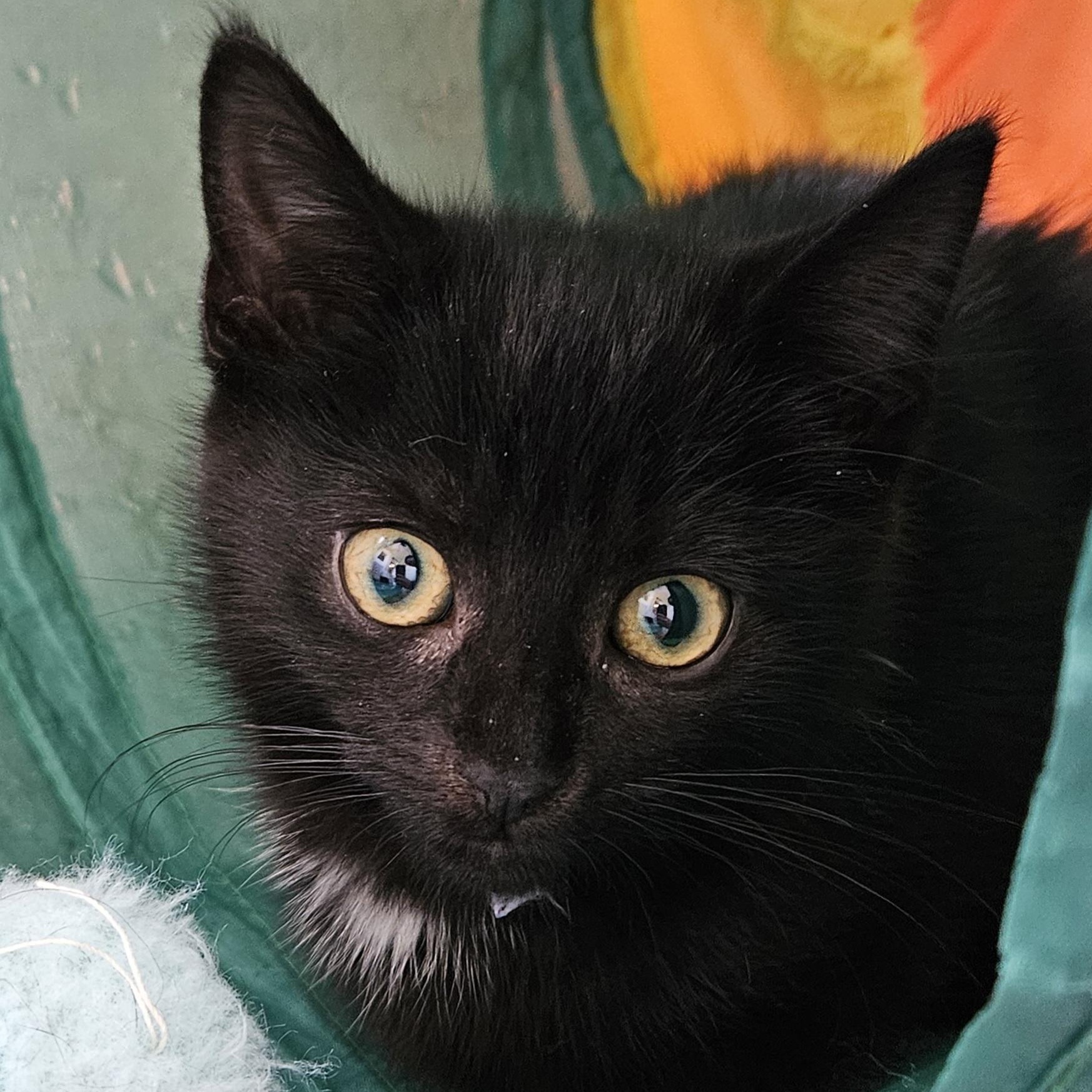 Little Joey, a ADOPTABLE Domestic Short Hair in Brockport, NY image 5/6