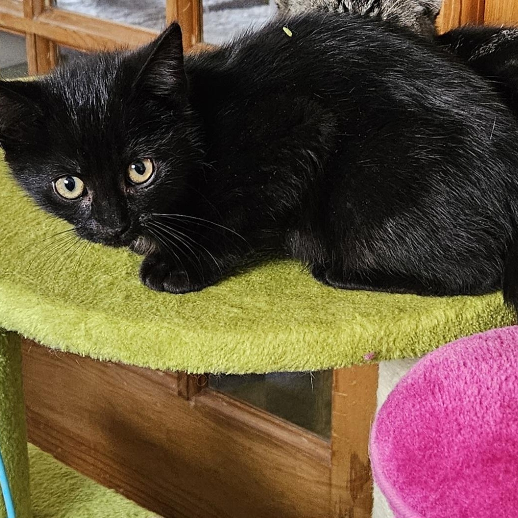 Little Joey, a ADOPTABLE Domestic Short Hair in Brockport, NY image 3/6