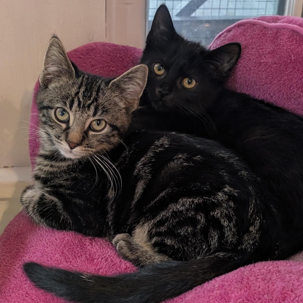 Enlarge Little Joey, a ADOPTABLE Domestic Short Hair in Brockport, NY image 2/6